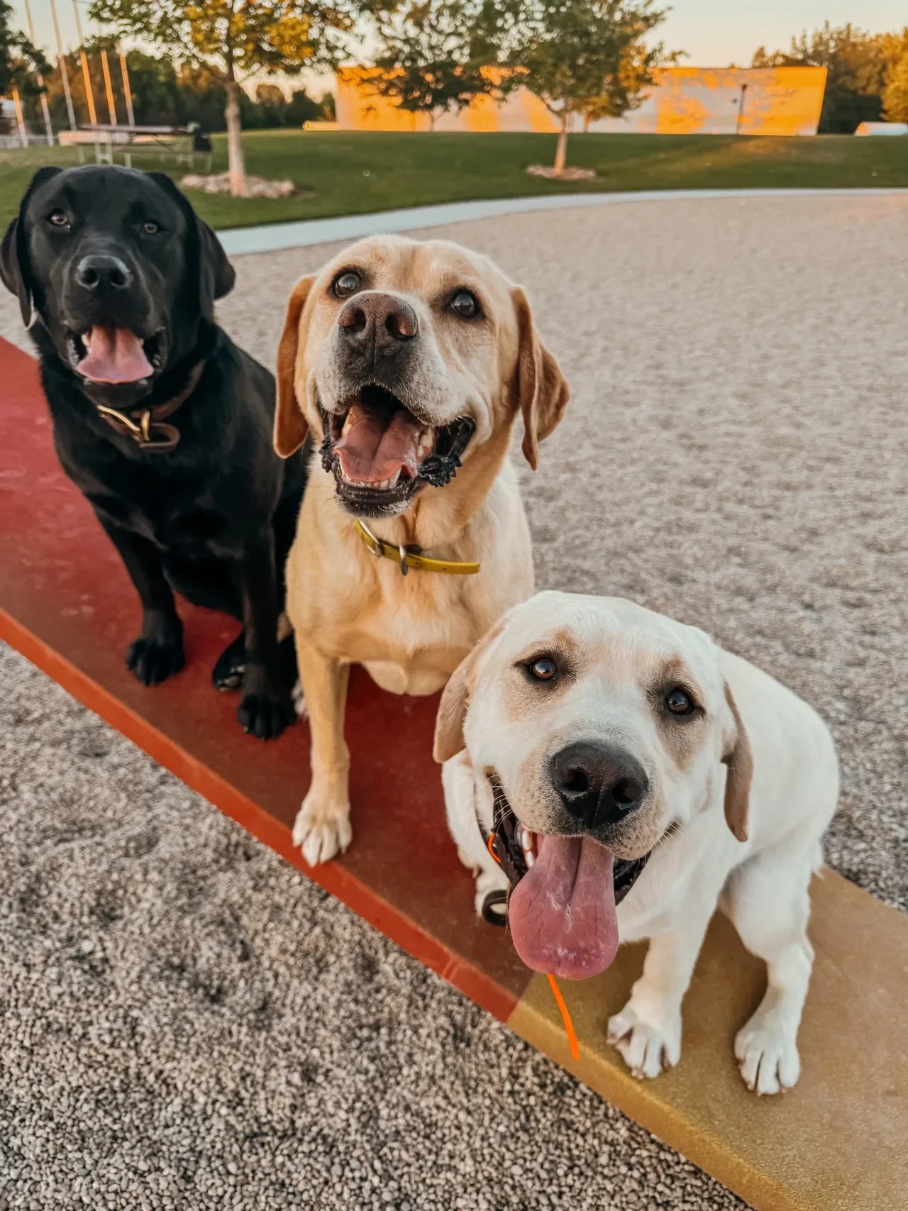 The Paradox of the Pampered Dog