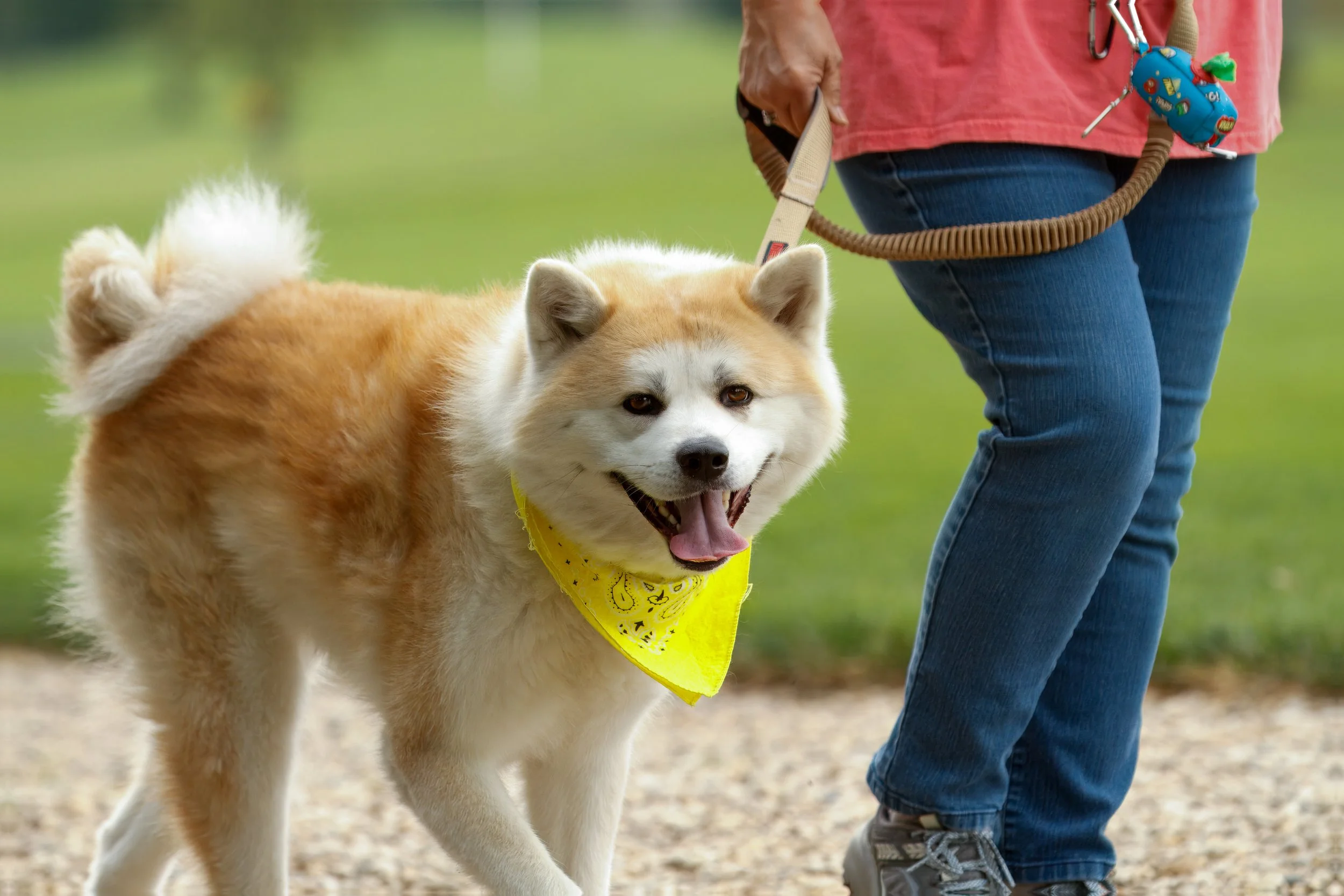 Why Obedience Training Fails for Anxious Dogs
