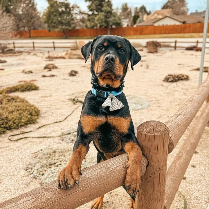 Why Puppy Potty Training Feels So Hard