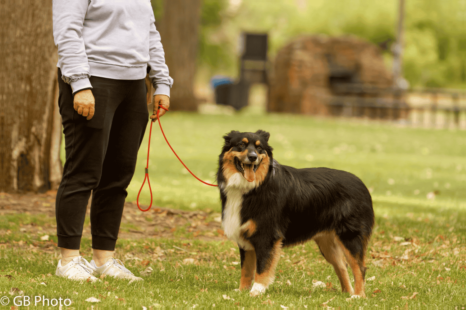 When a Dog Shuts Down — And Why It Is Not What Most People Think