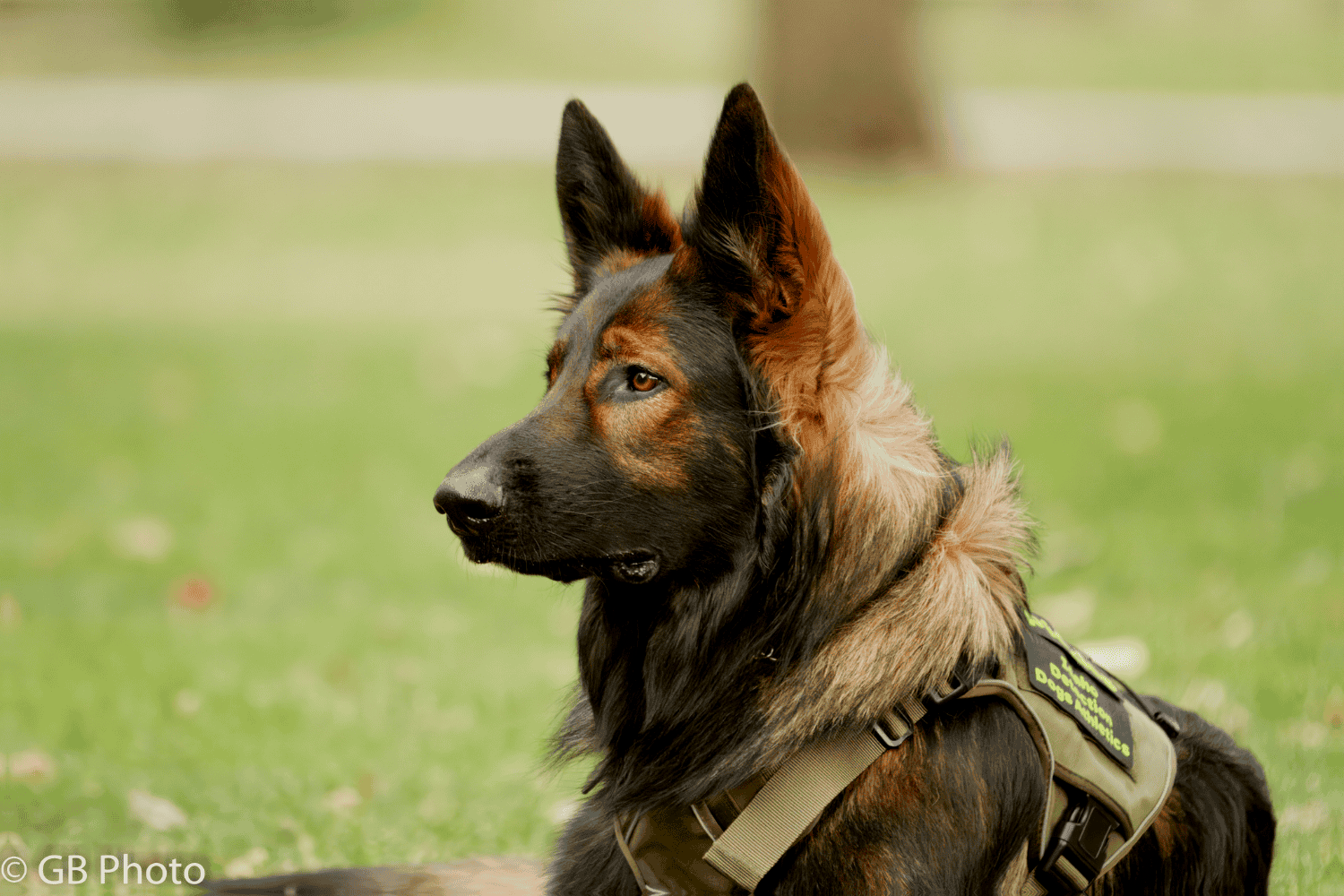 How Busy Environments Impact a Dog’s Nervous System