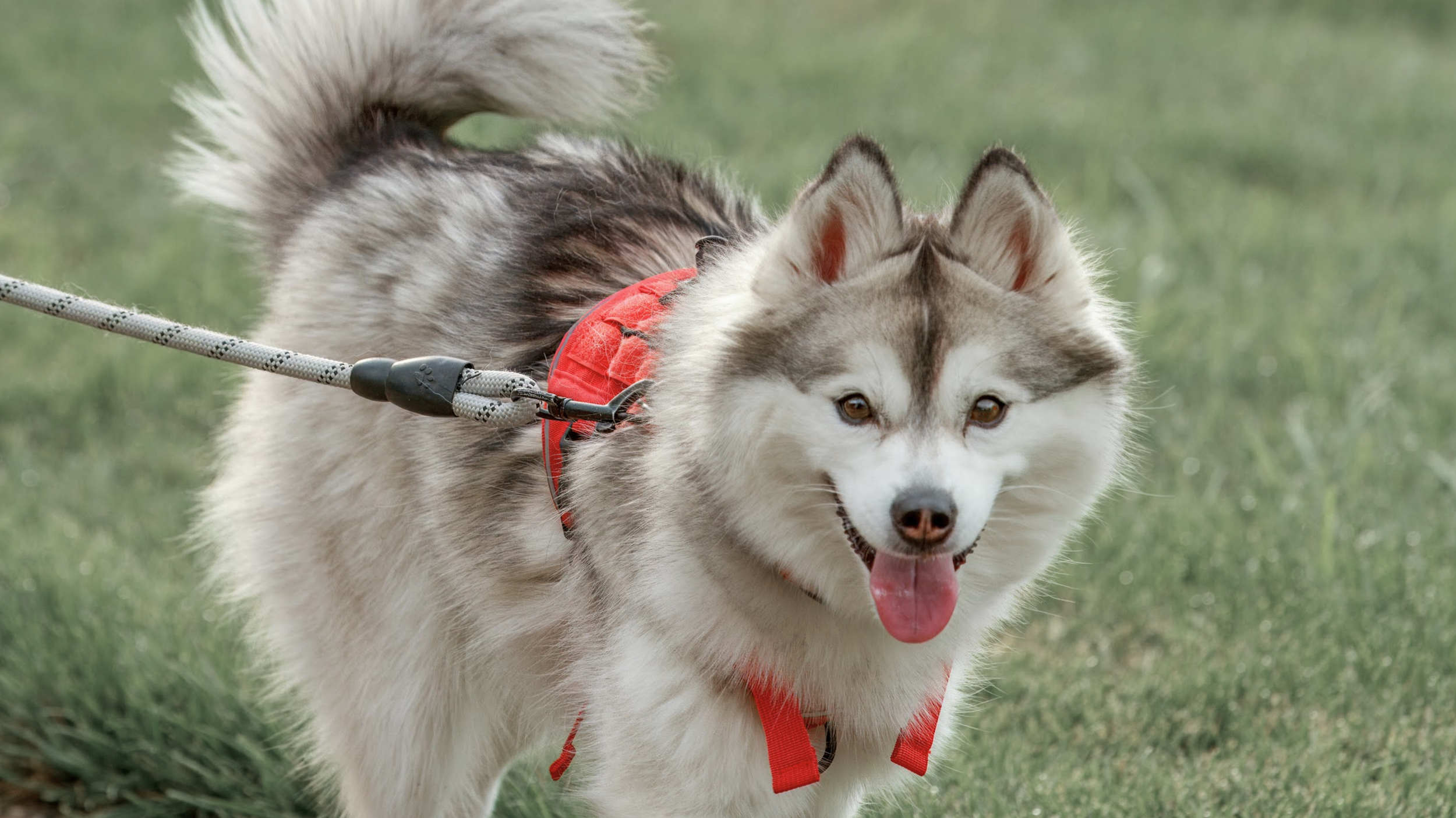 A happy Siberian Husky with gray and white fur on a leash, wearing a red harness, walking on grass with its tongue out.