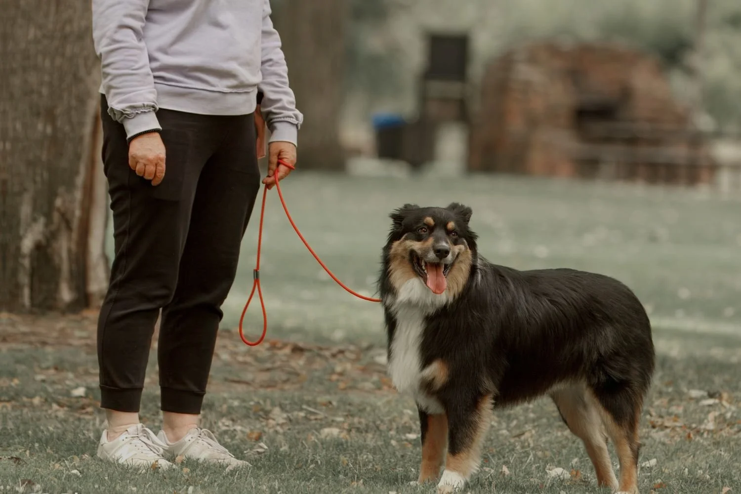 How Stress Shuts Down Learning in Dogs