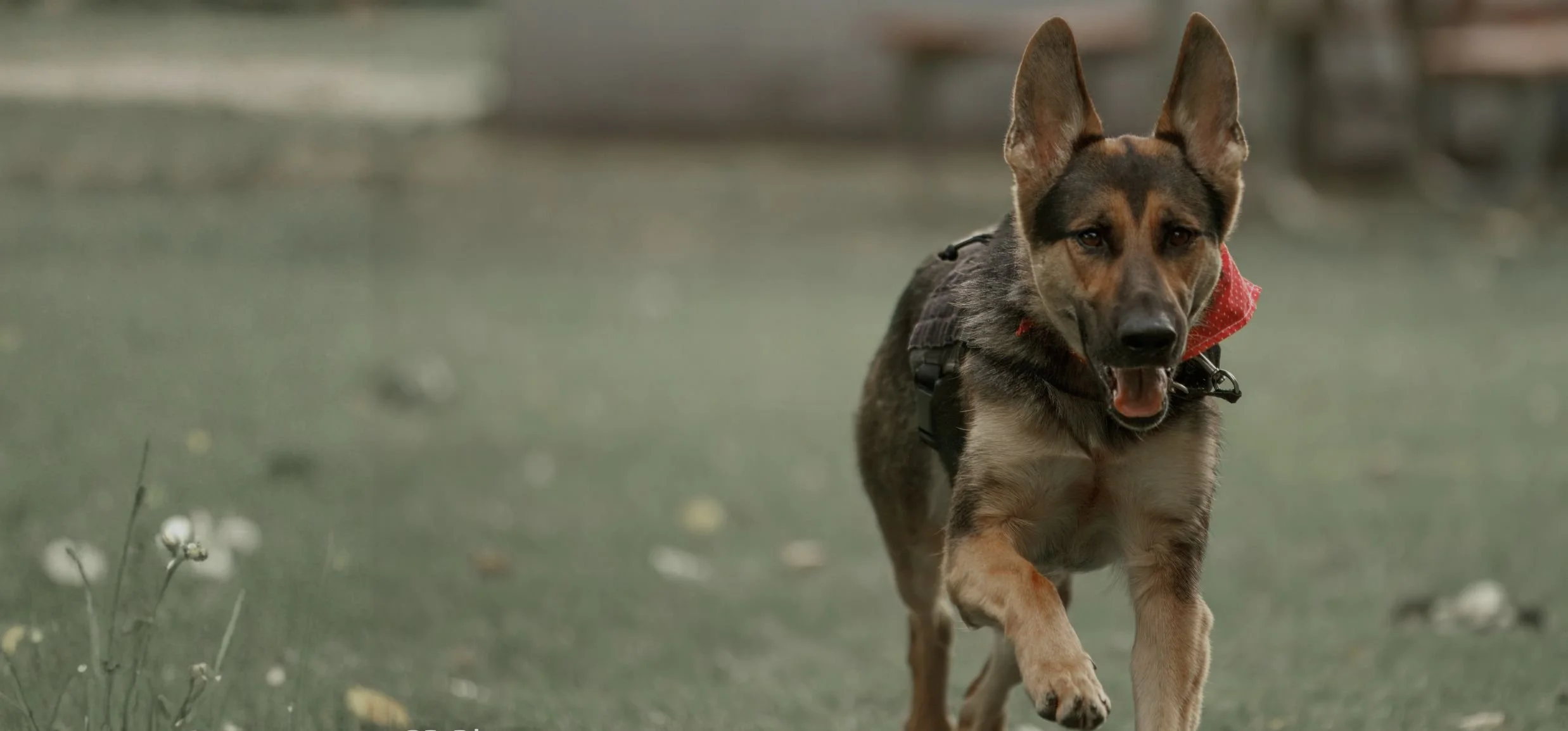 Nervous system dog training Boise