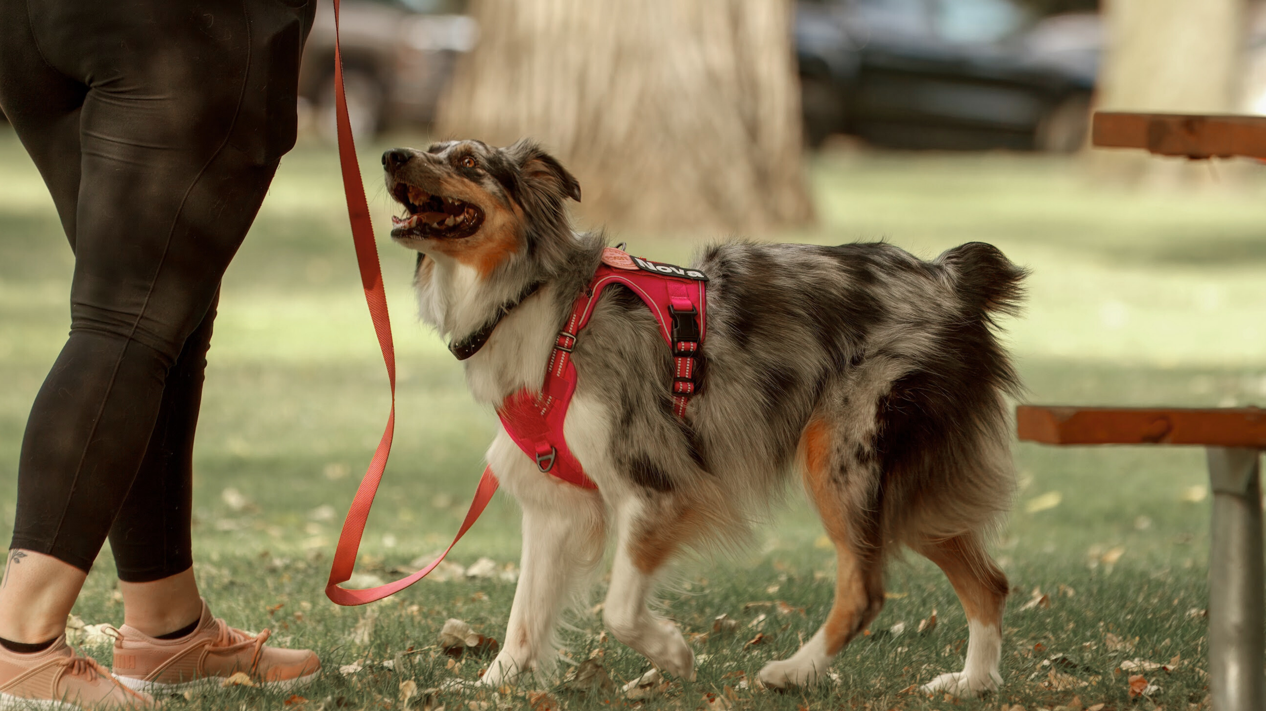 An Australian Shepherd dog wearing a red harness on a walk outdoors, standing on grass near a person in black leggings and pink shoes, with trees and a park bench in the background.