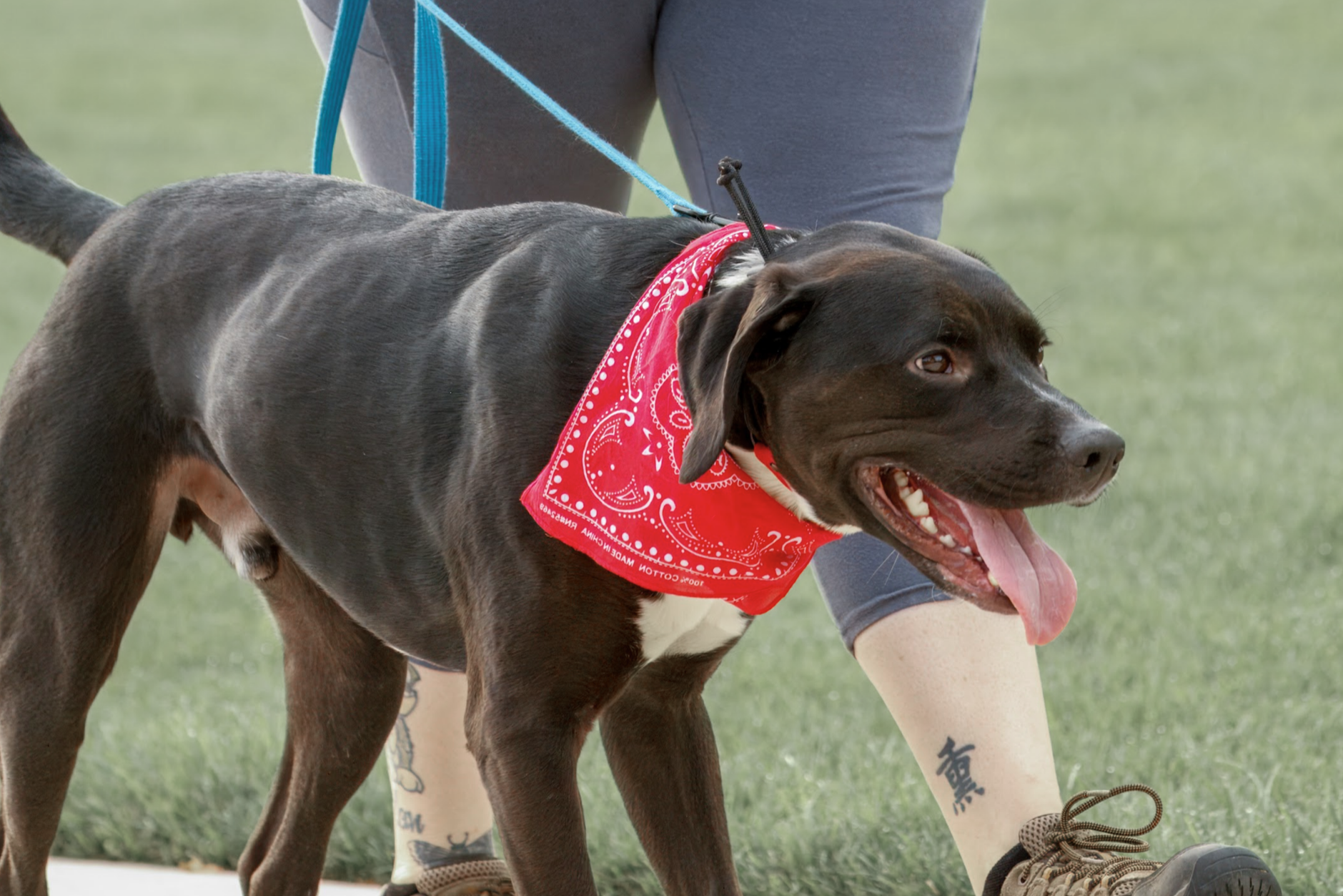 A black and white dog wearing a red bandana on a walk on grass, with a person’s legs visible in the background.
