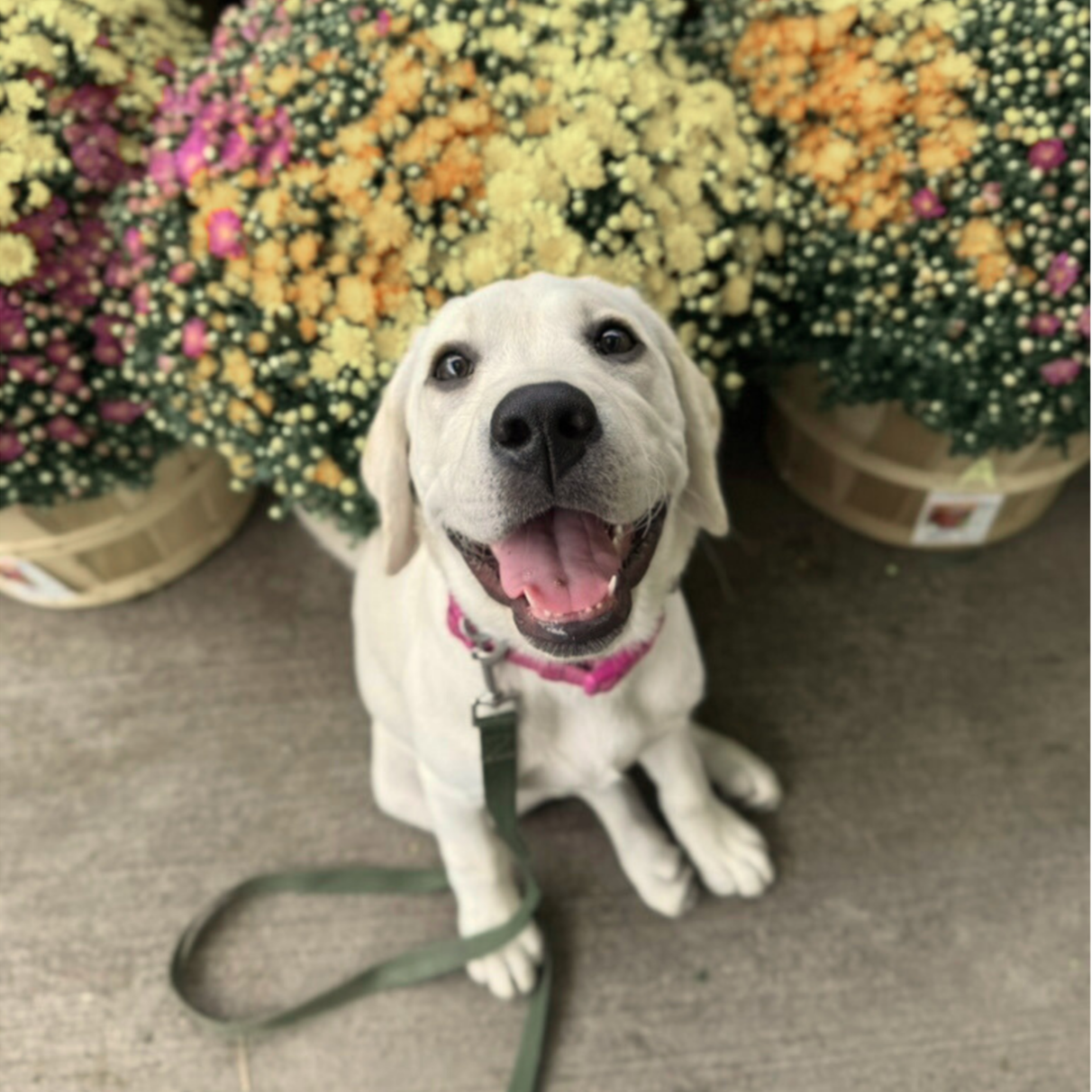 A happy Labrador dog at a flower shop in meridian idaho with a pink collar and leash.