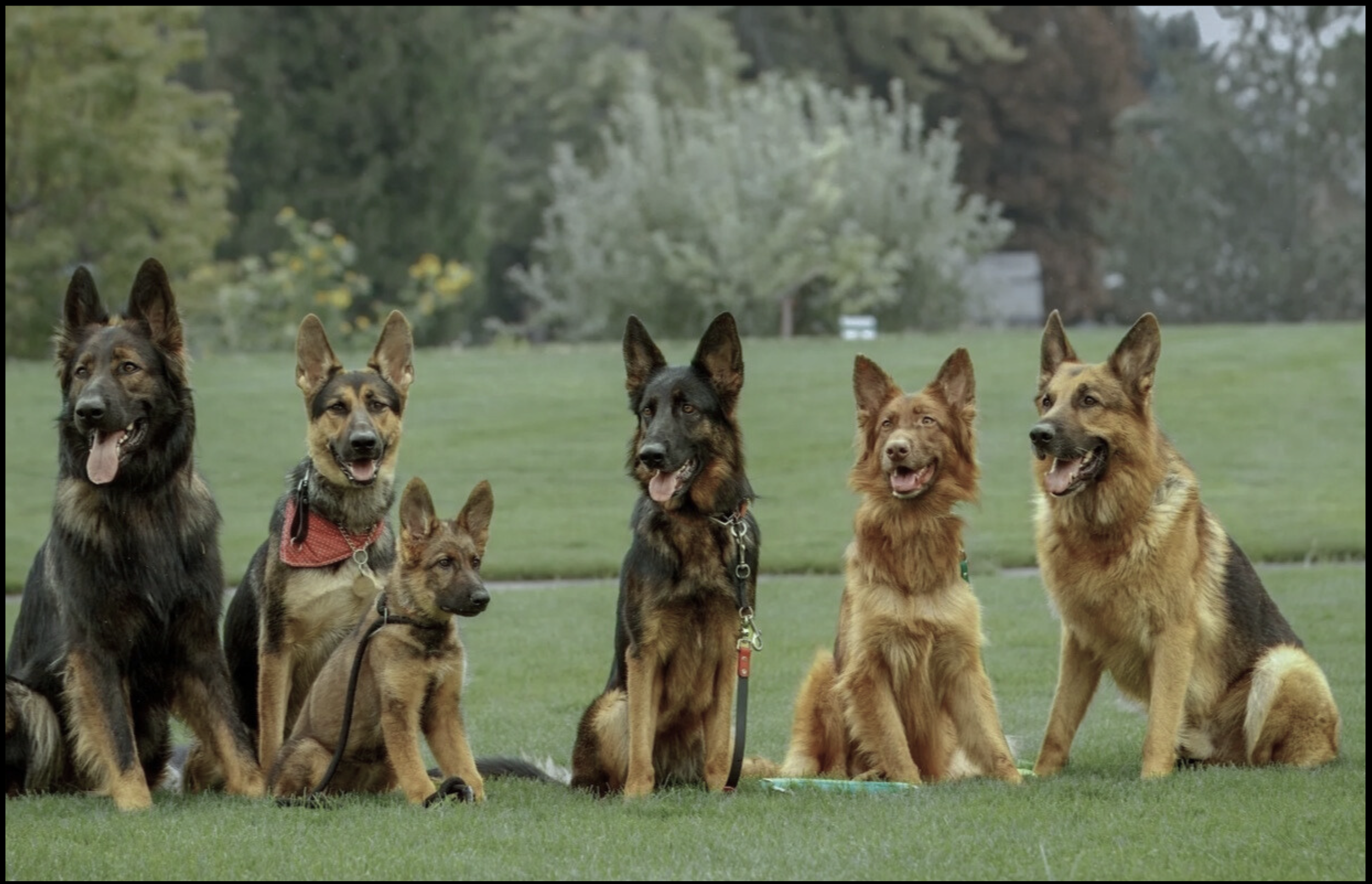 Six dogs of mixed breeds and sizes sitting on grass in a Meridian park with trees in the background.