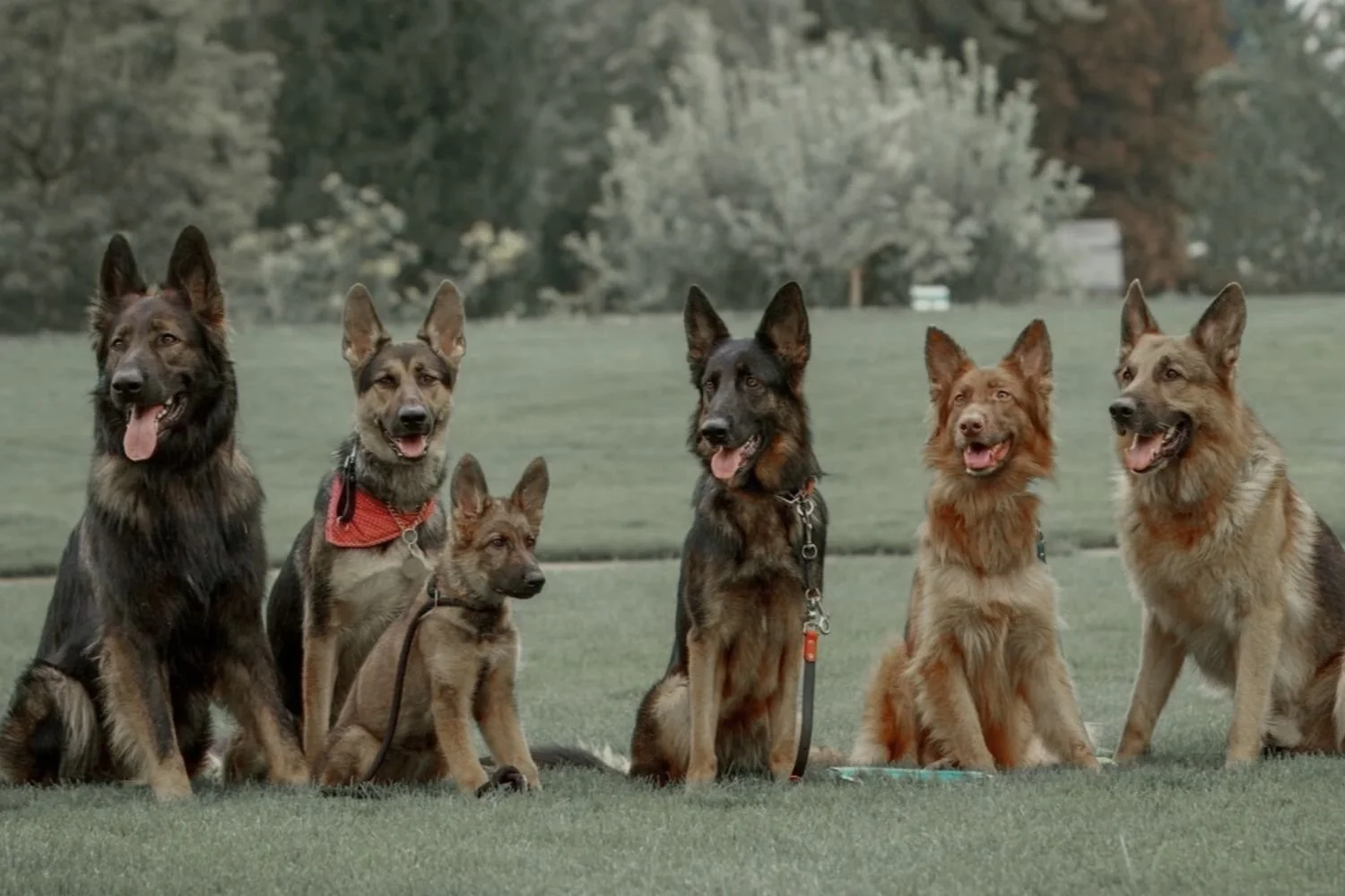 German Shepherd Training Boise
