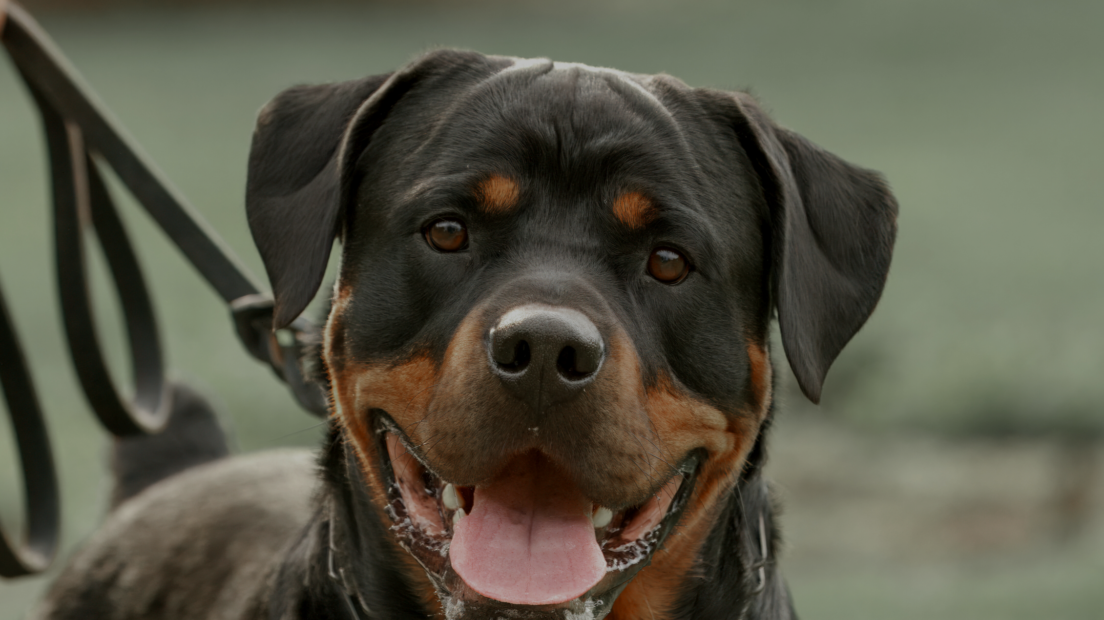 Close-up of a black and tan Rottweiler dog with its tongue out, outdoors near a black metal fence in Meridian Idaho