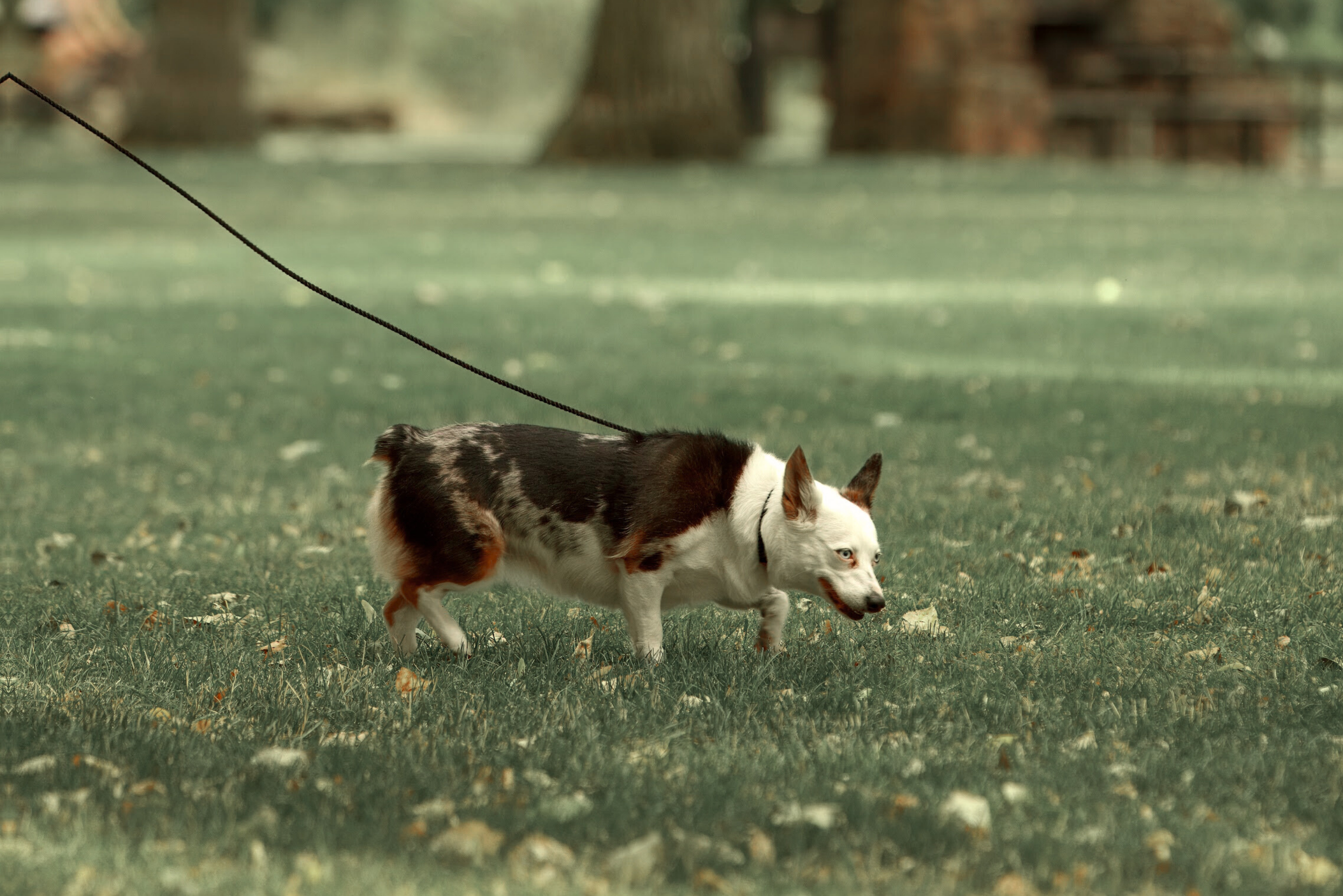 A dog with a white face and partly black and brown body on a grassy field, sniffing the ground, attached to a leash.