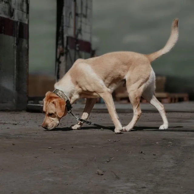Dog Training in Boise: Why Location Matters More Than You Think