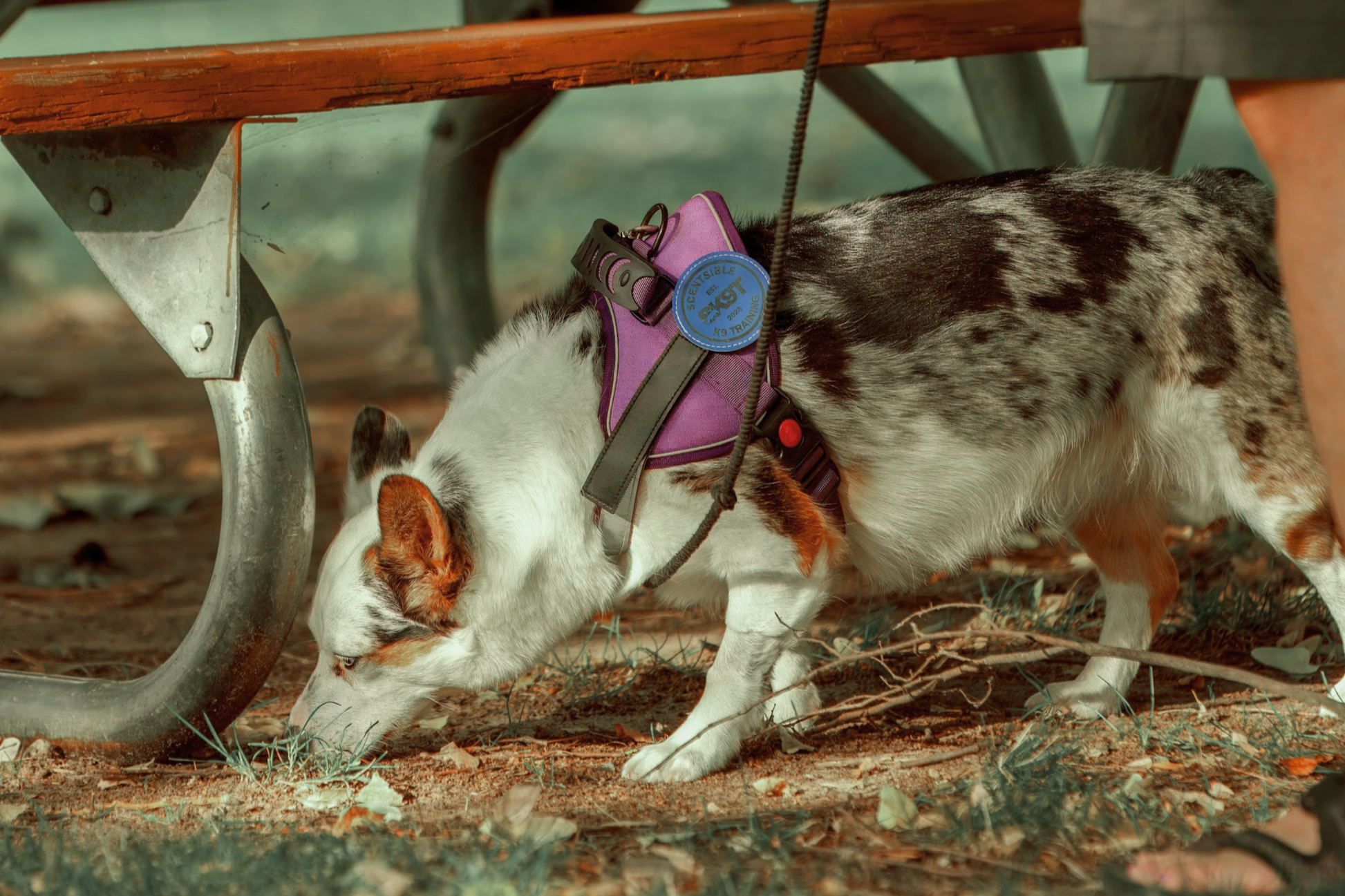 A small merle-colored dog with a purple harness practicing scent work the ground beneath a park bench in Meridian Idaho