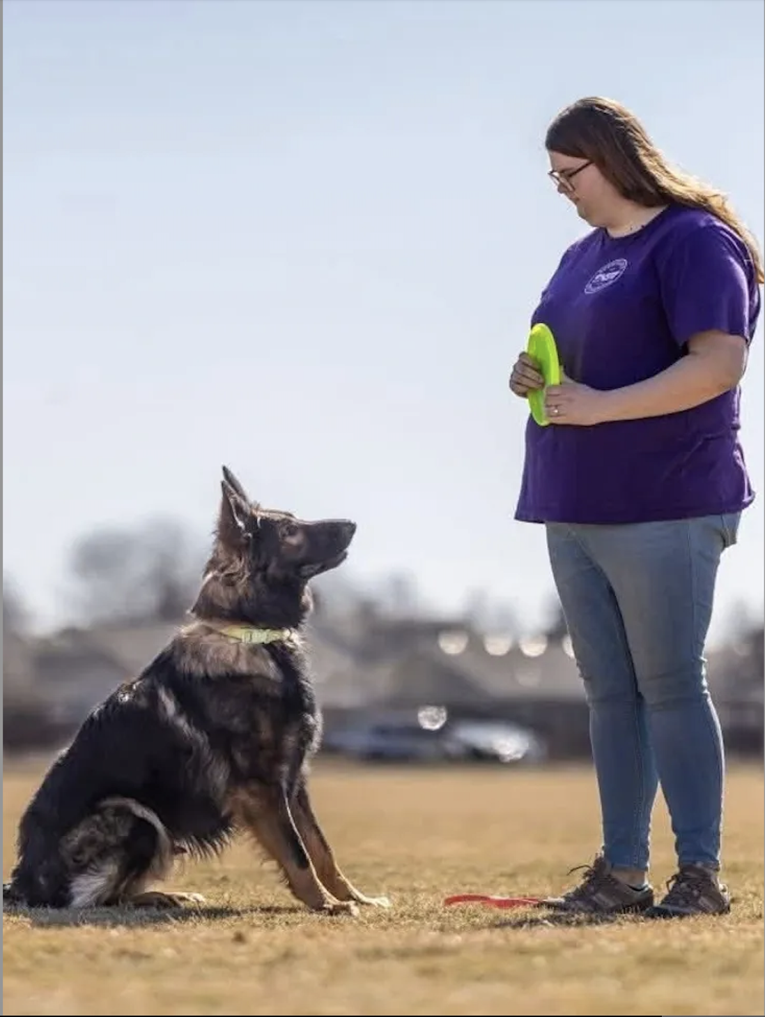 A woman wearing a purple T-shirt holding a green training device, standing in front of a sitting German Shepherd dog in an open outdoor field during daytime.