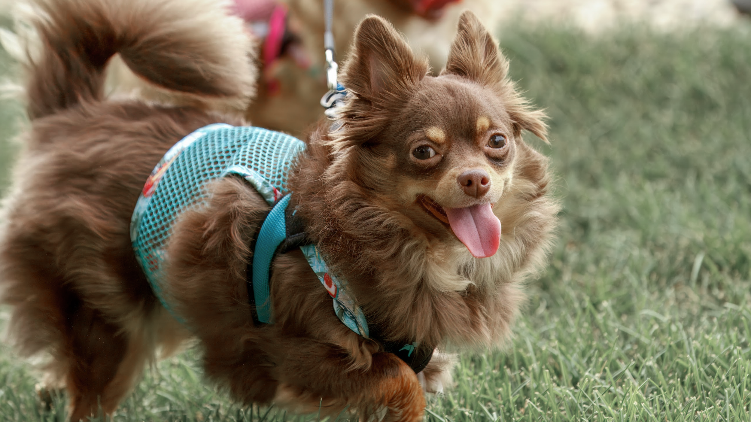 A happy brown small dog with long fur and erect ears wearing a blue harness, standing on grass with a blurred green background.