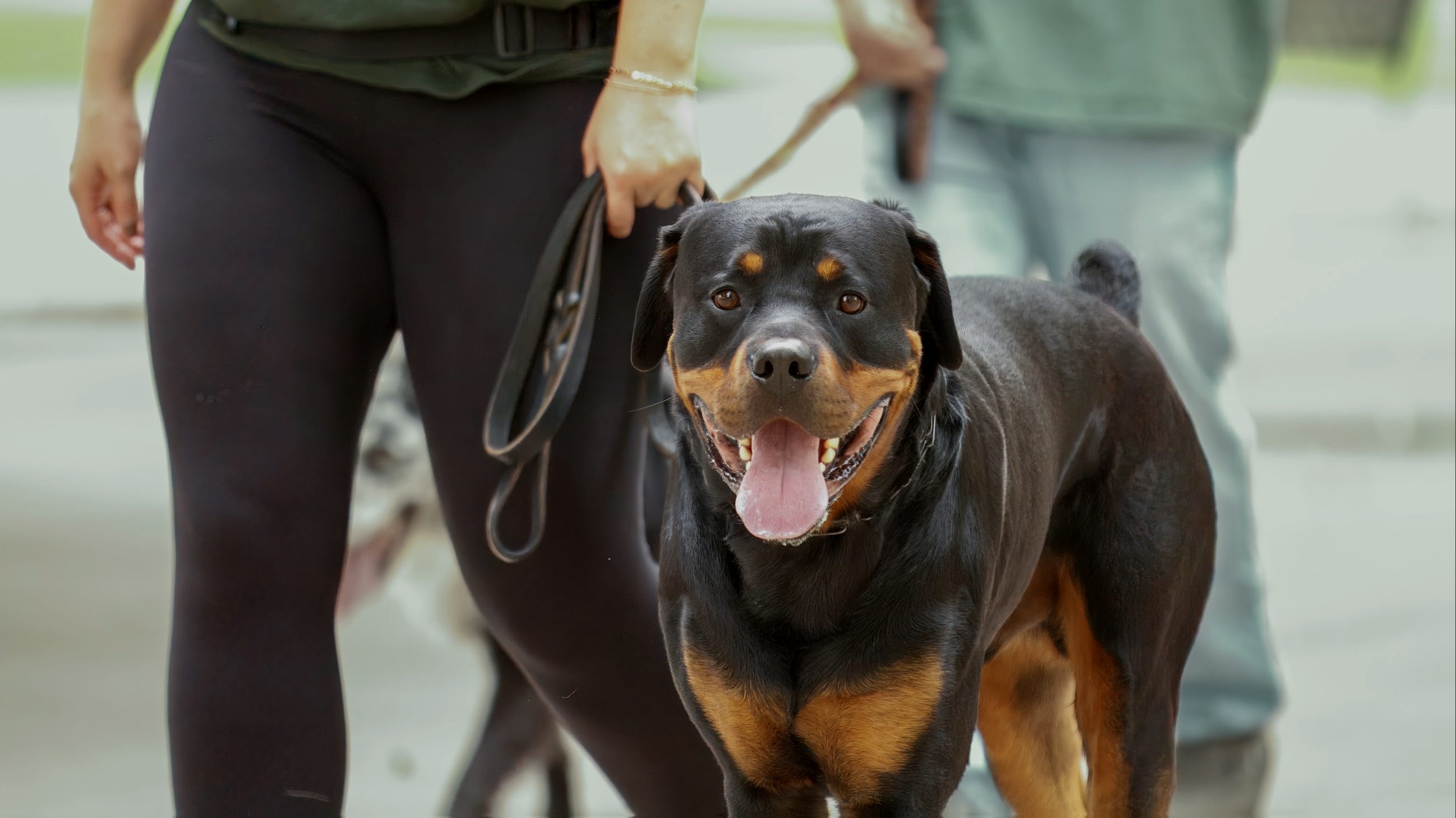 A smiling Rottweiler dog on a leash, standing on a sidewalk with two people nearby in Boise Idaho
