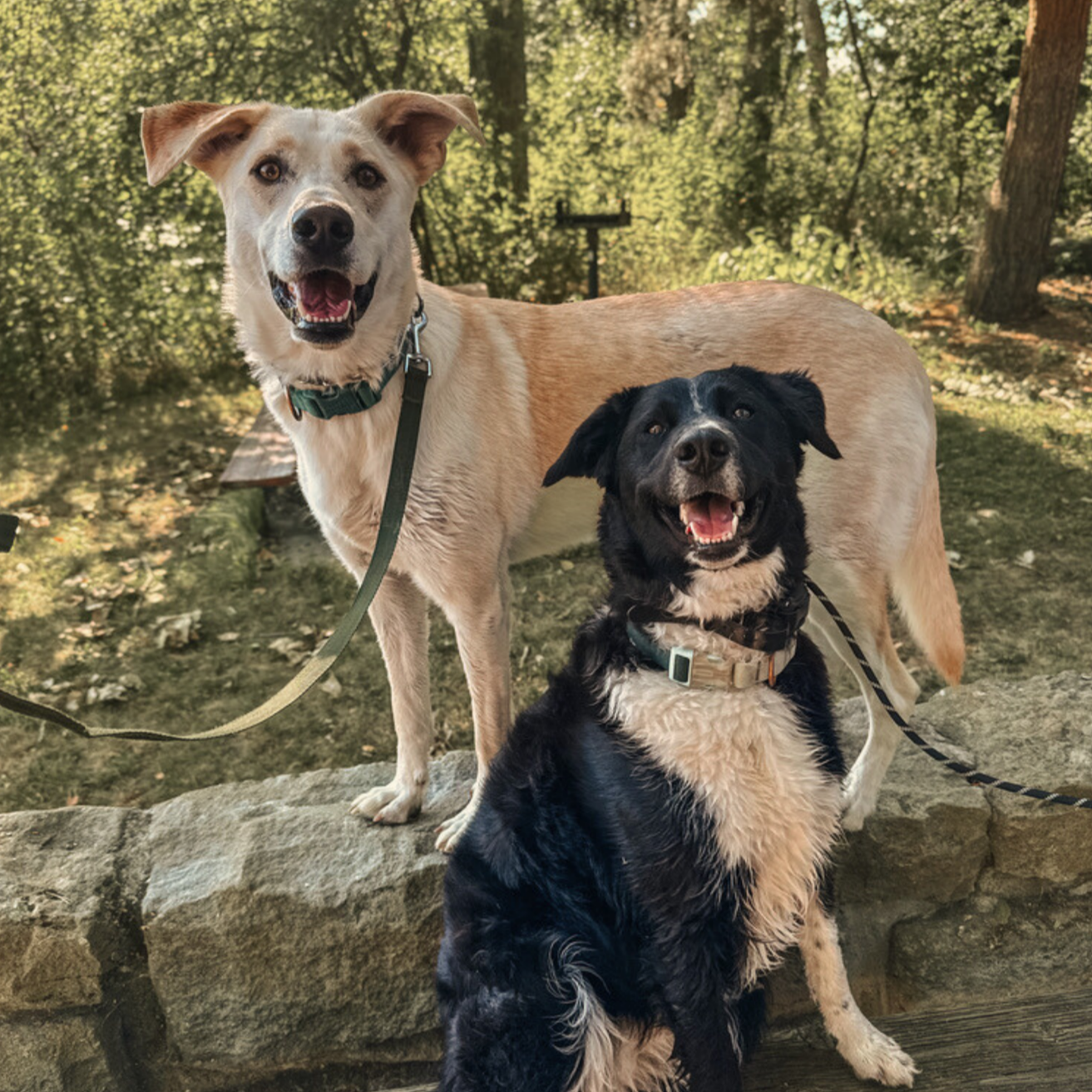 Two dogs, one tan and white and the other black and white, standing on a stone ledge in a park in Meridian Idaho with trees in the background.