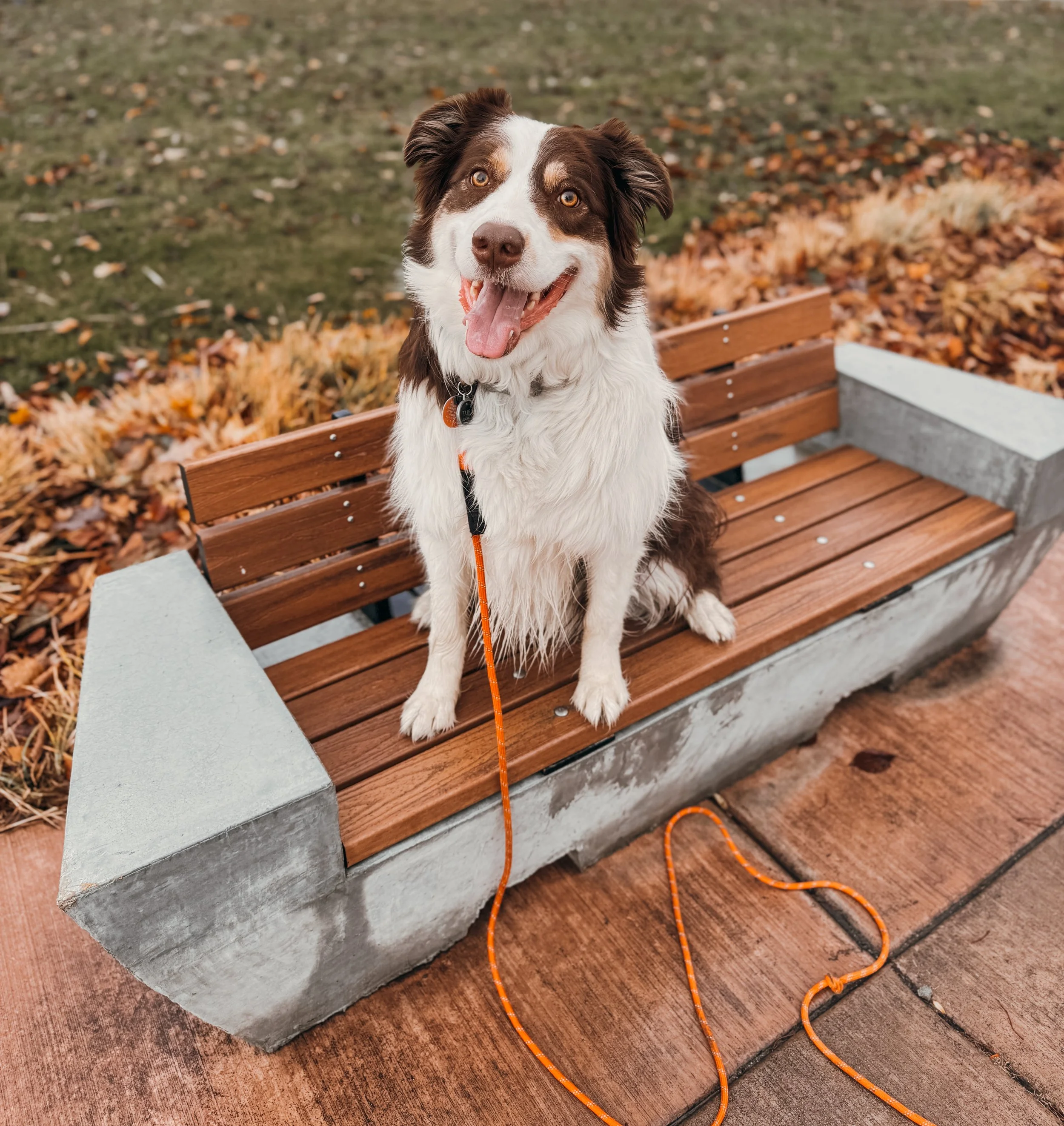 A happy dog with brown and white fur sitting on a wooden park bench in autumn in Boise idaho