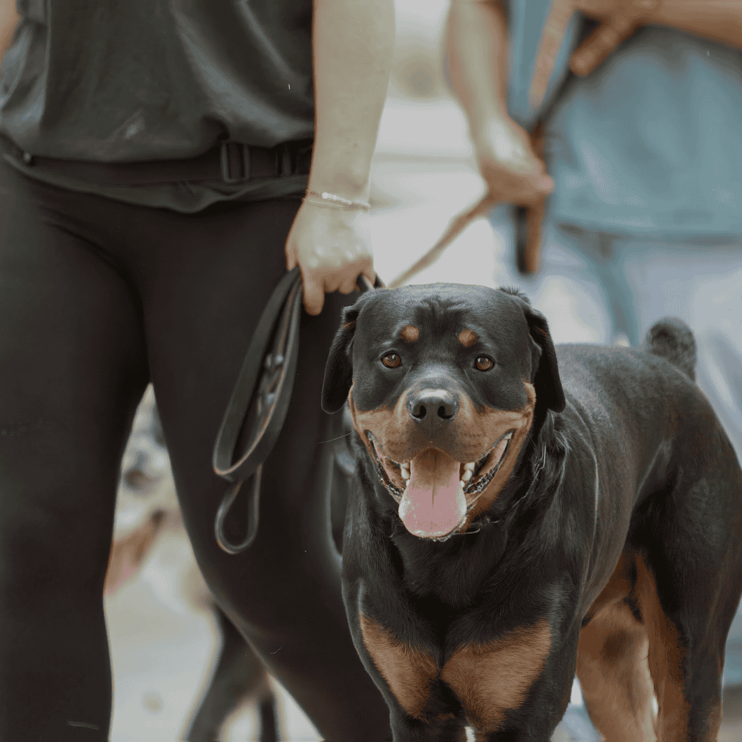 Our Training Philosophy: Why Safety Comes Before Obedience