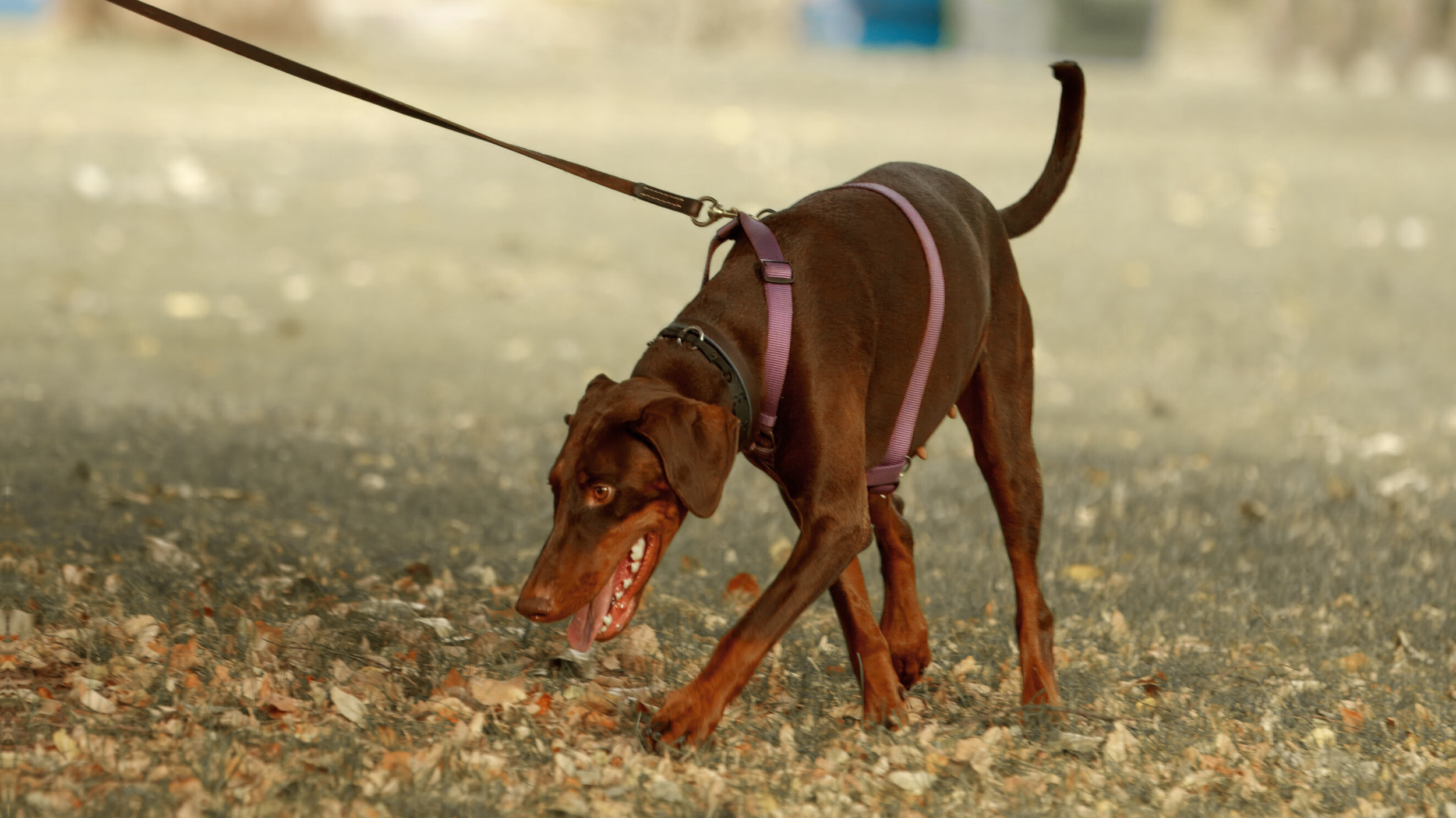 A brown dog on a leash wearing a purple harness, sniffing the ground with fallen leaves, on an outdoor path with blurred background.