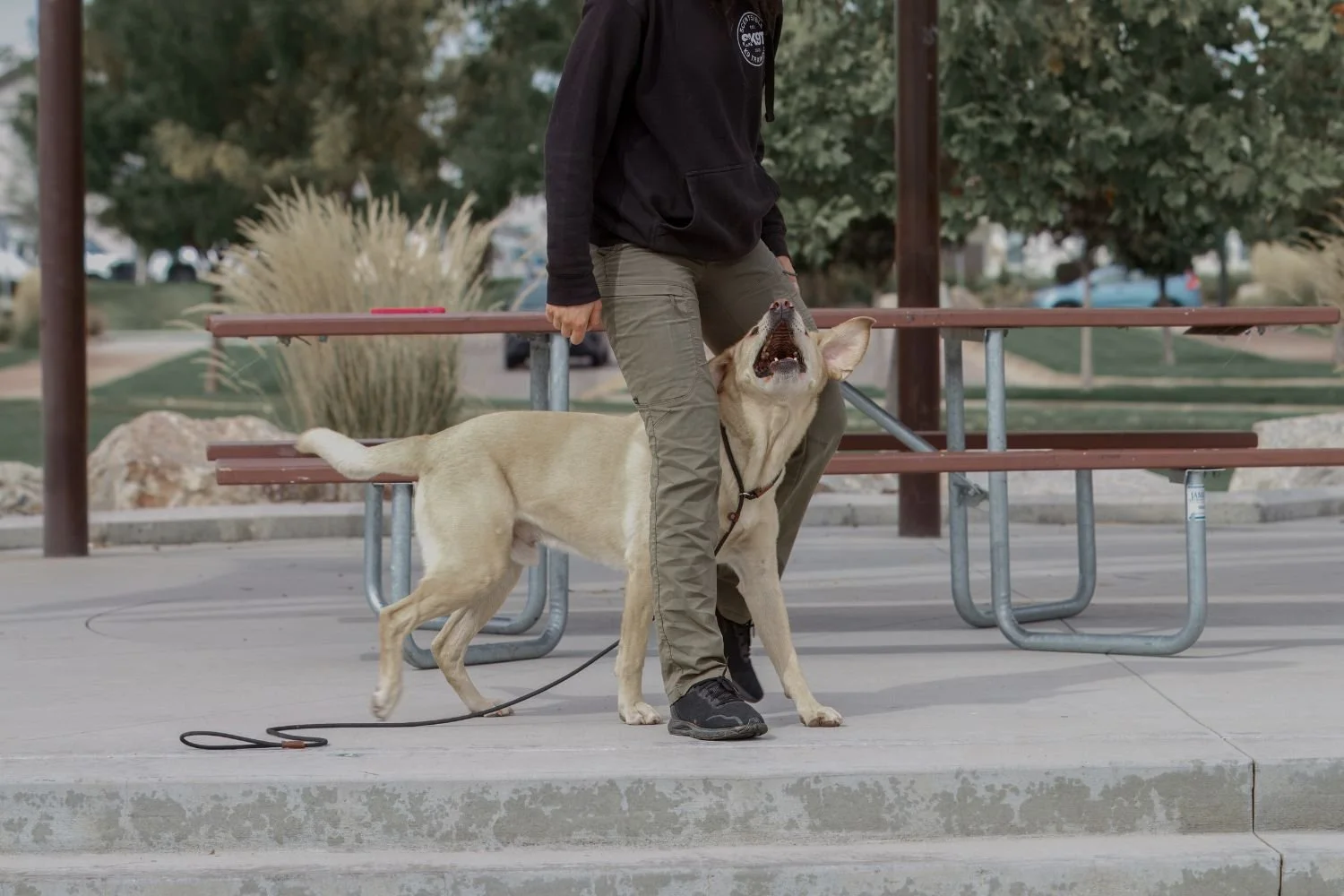 Dog training in Meridian Idaho