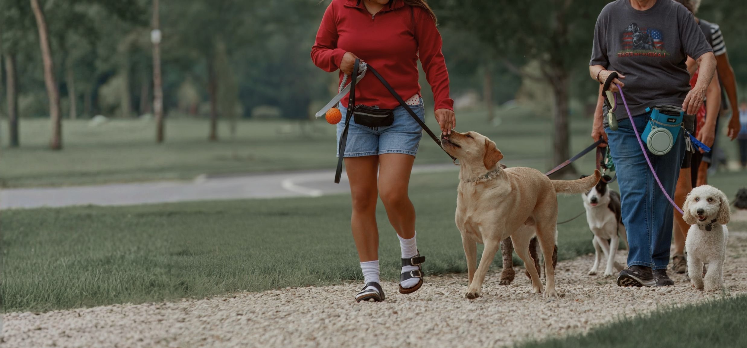 Is My Dog Reactive or Just Rude?