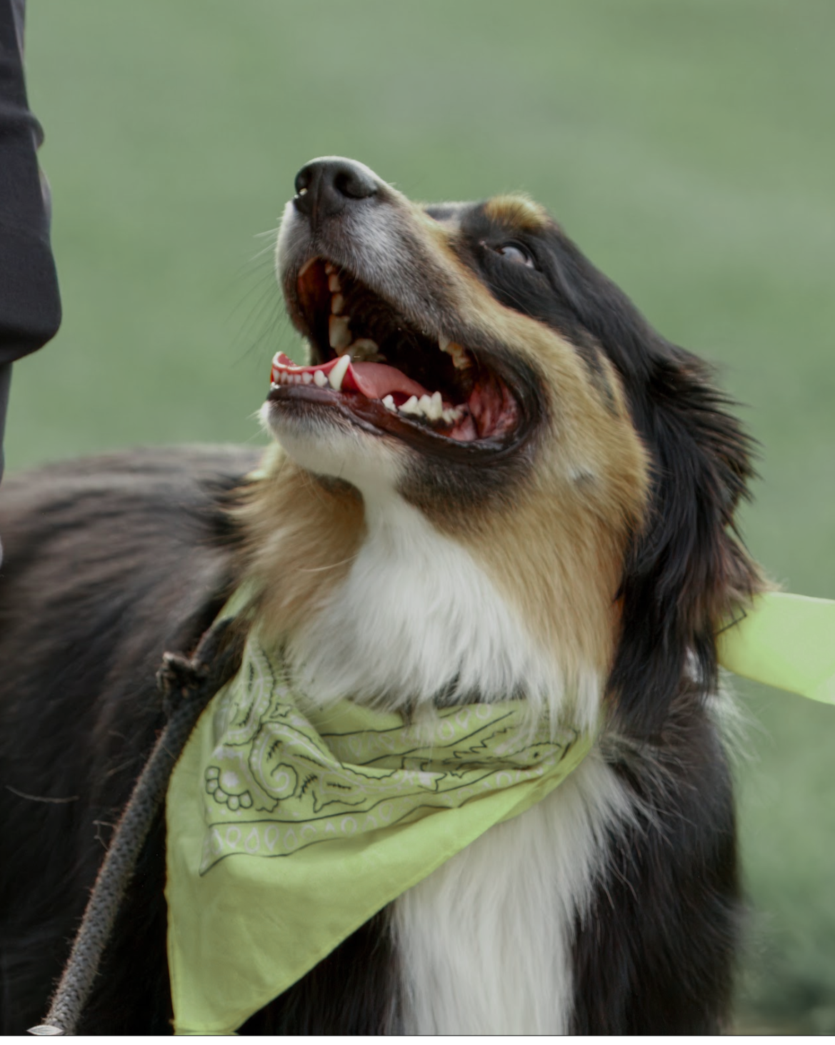 A happy, smiling Australian Shepherd dog with a green bandana around its neck in Meridian, Idaho