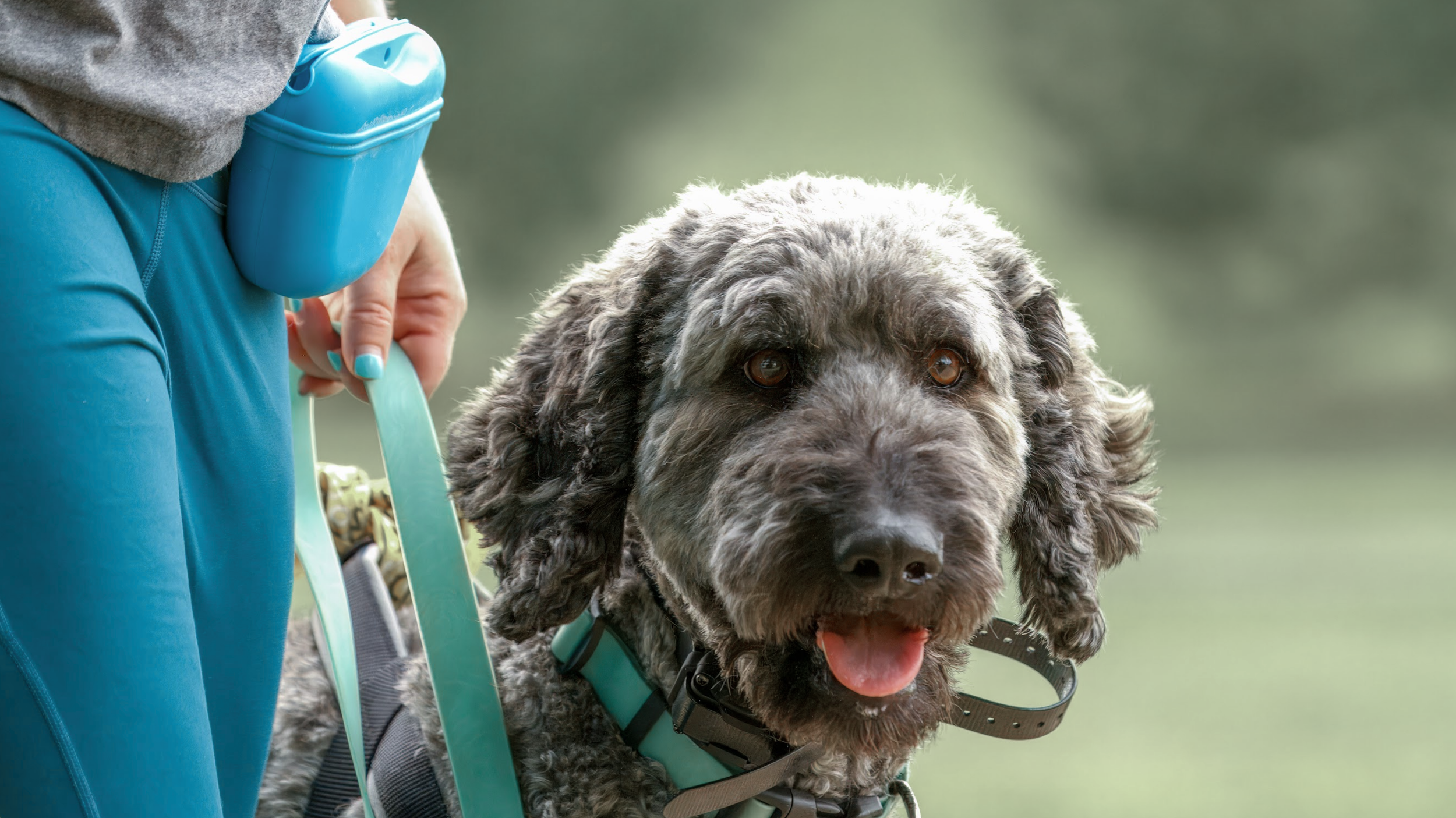 A person walking a large, gray, curly-haired dog on a leash outdoors.