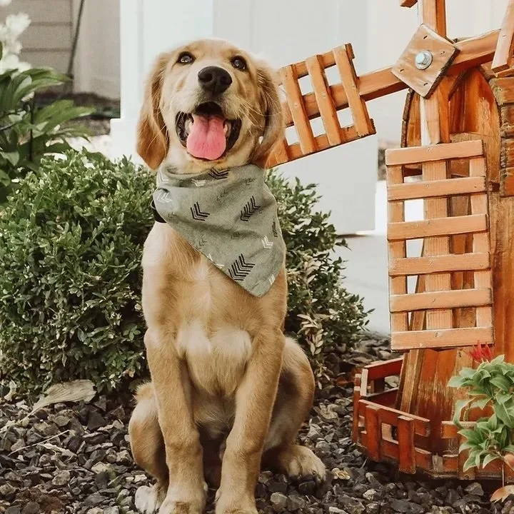 A happy golden retriever puppy with a bandana around its neck sitting in a garden next to a small wooden windmill decoration.