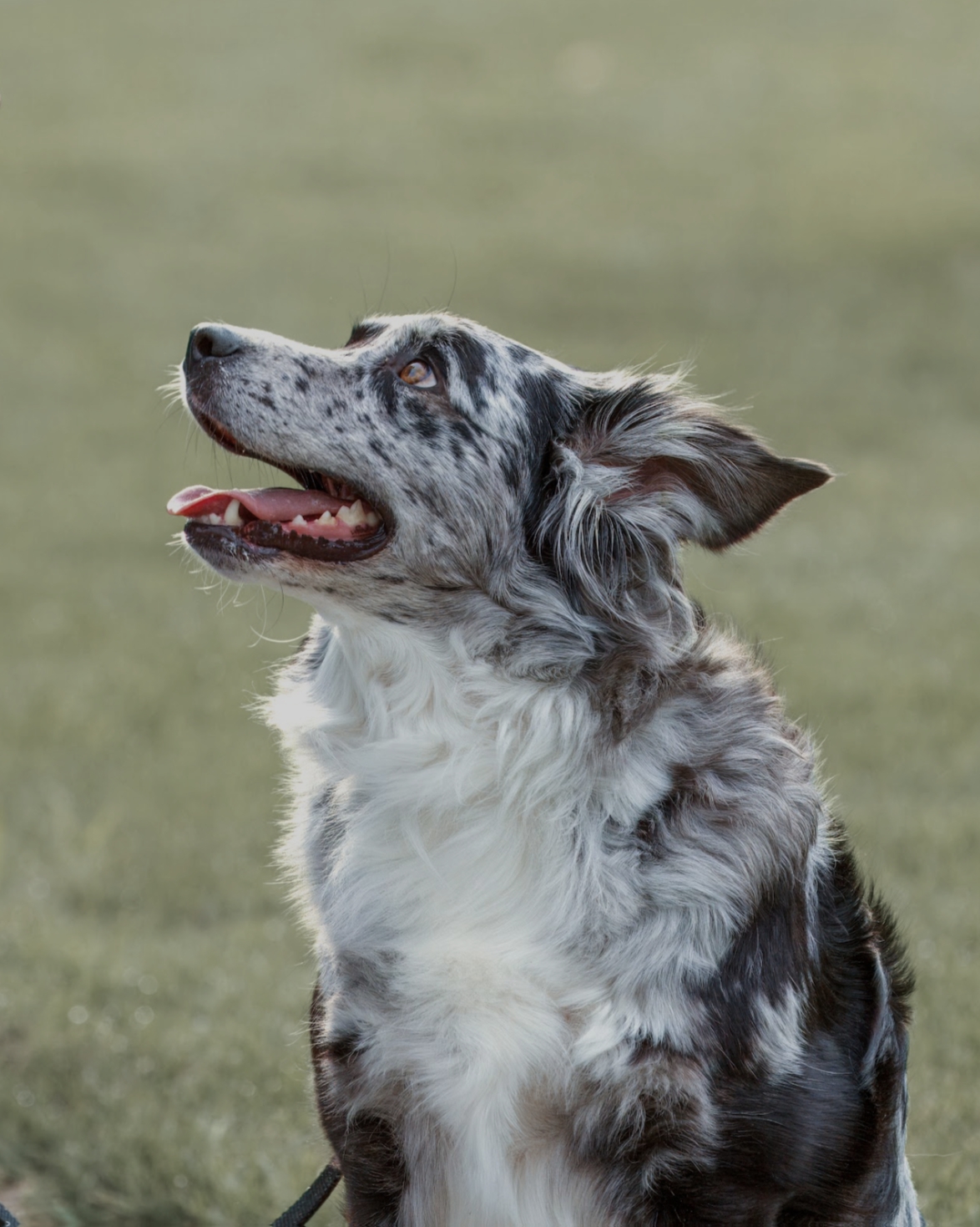 Australian Shepherd dog with a merle coat pattern, sitting outdoors on grass, looking up and smiling in Boise Idaho