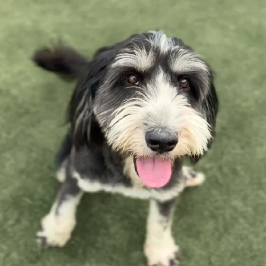 A happy black and white dog with a scruffy face, sitting on green grass with its tongue out.
