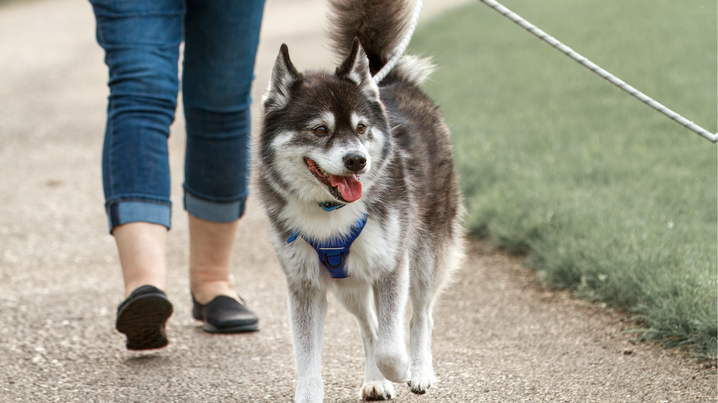 A person walking a Siberian Husky on a leash outdoors on a dirt path with grass on the side.