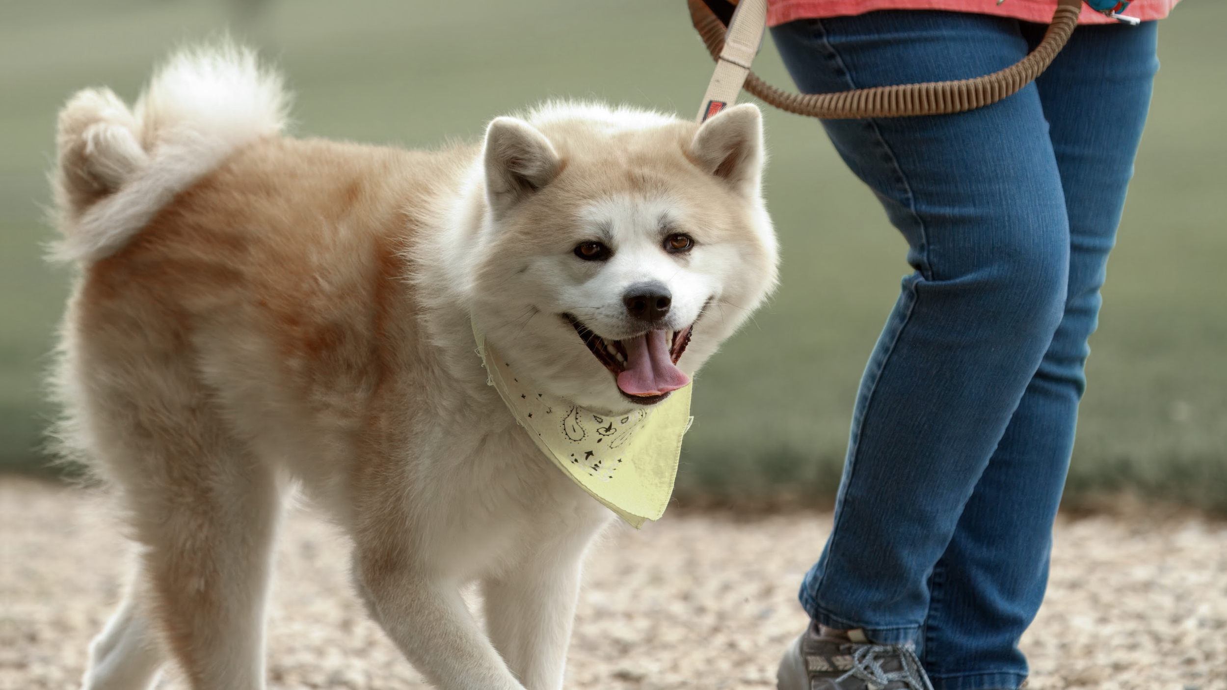 A fluffy, cream-colored dog with a bandana around its neck, standing near a person in jeans on a gravel surface outdoors.