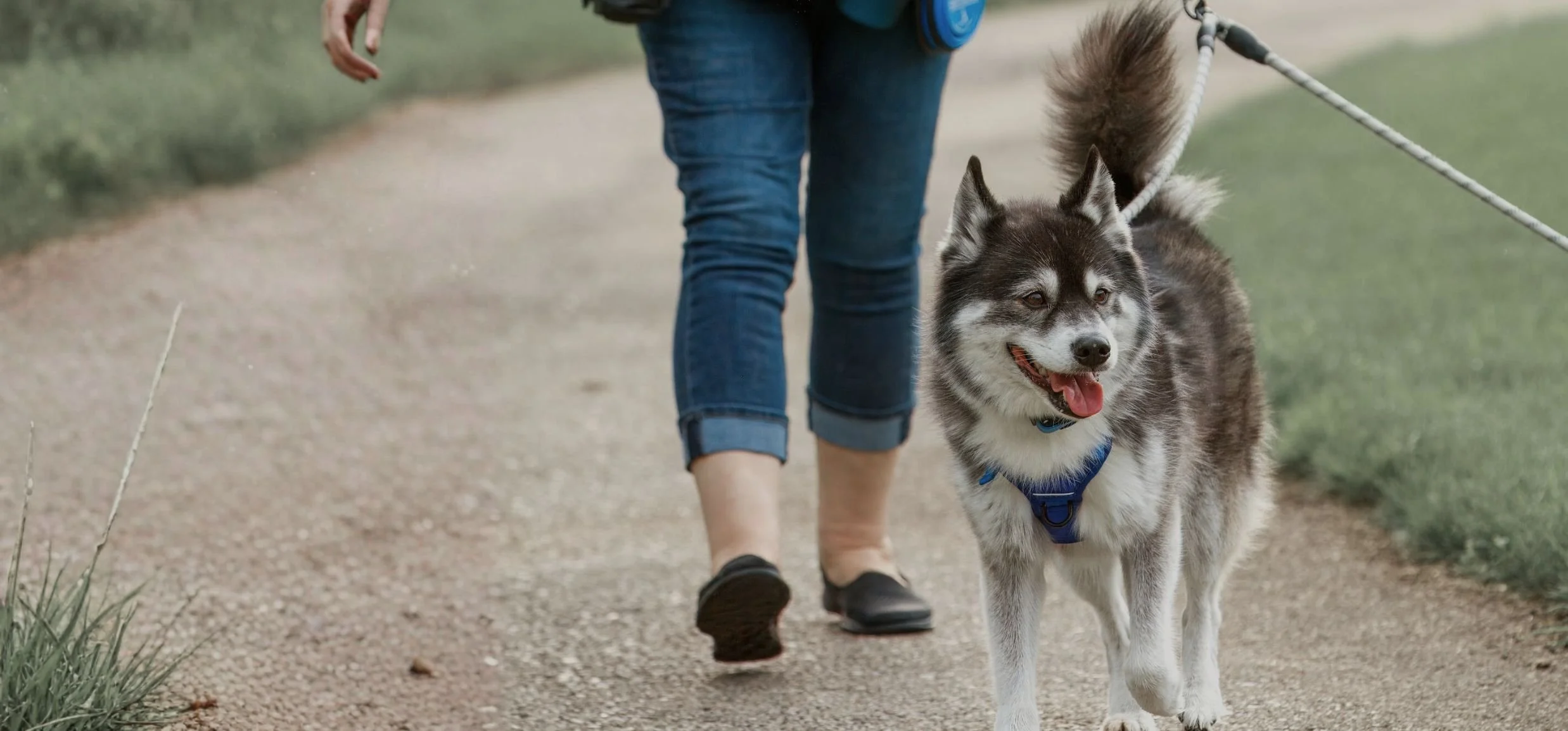 Why Your Dog Listens at Home but Loses Control Outside