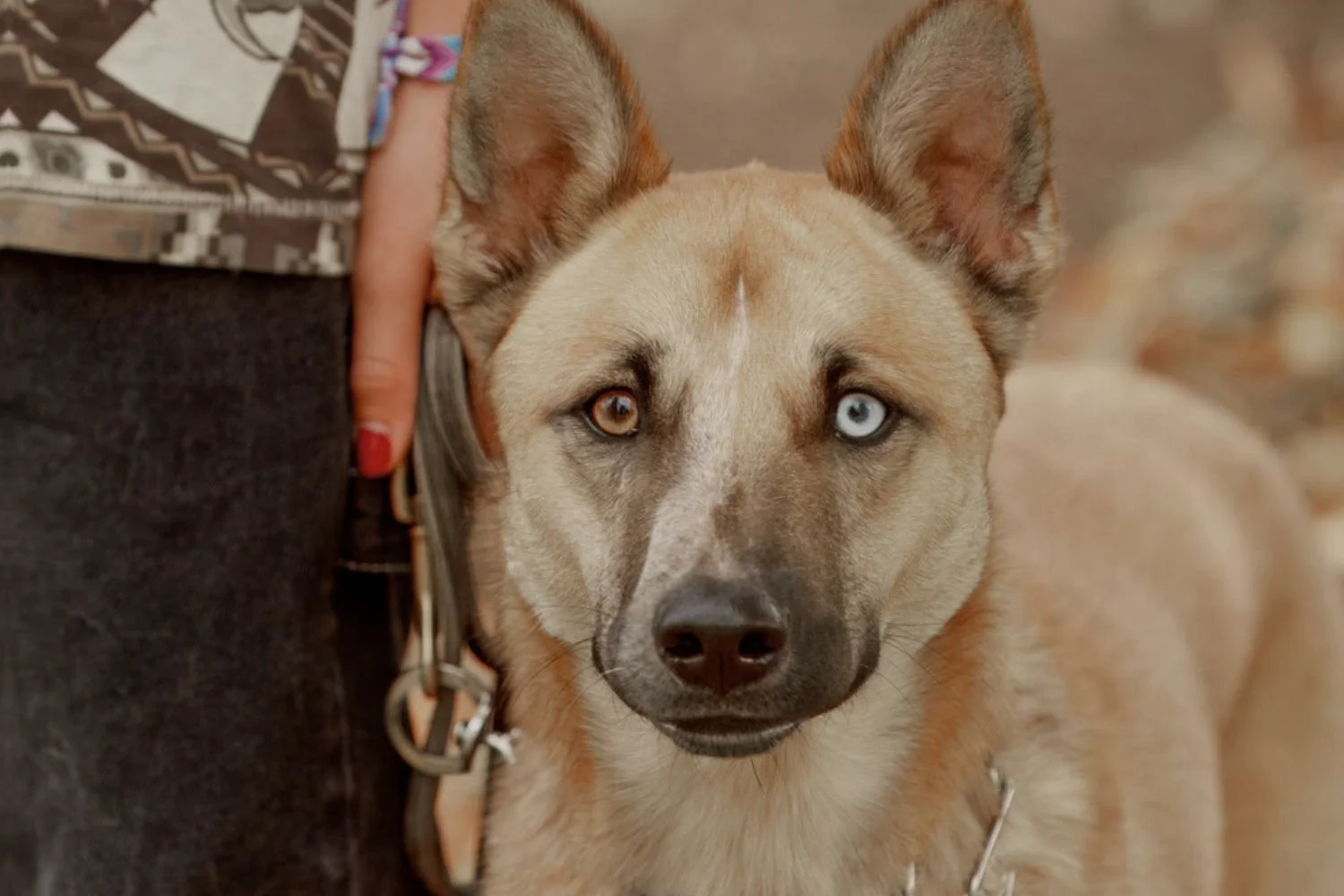 Dog training in Meridian and Boise Idaho