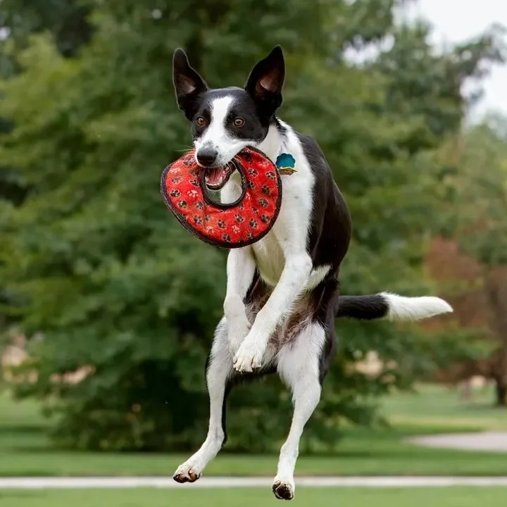 Black and white dog jumping in the air holding a red toy ring in its mouth, outdoors with green trees in the background.