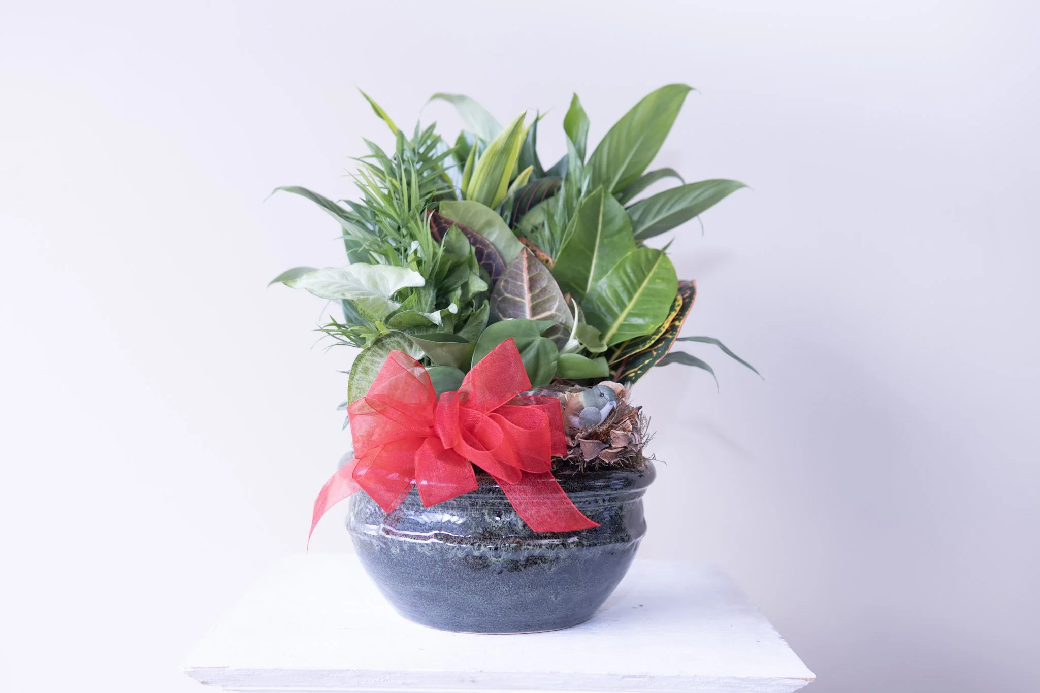 Plants and dish garden