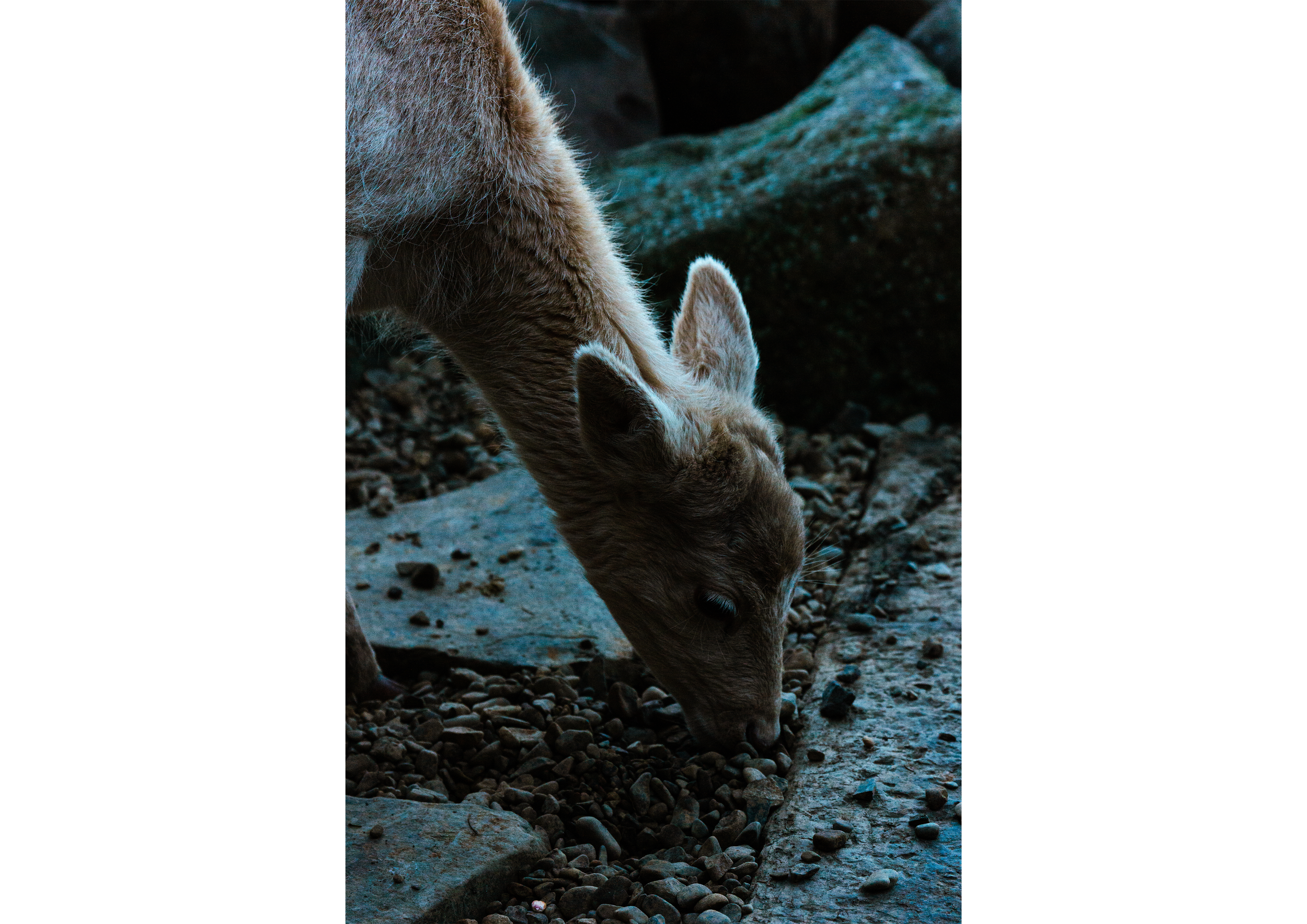 Print 009 // The Fallow - In There, Somewhere 2026