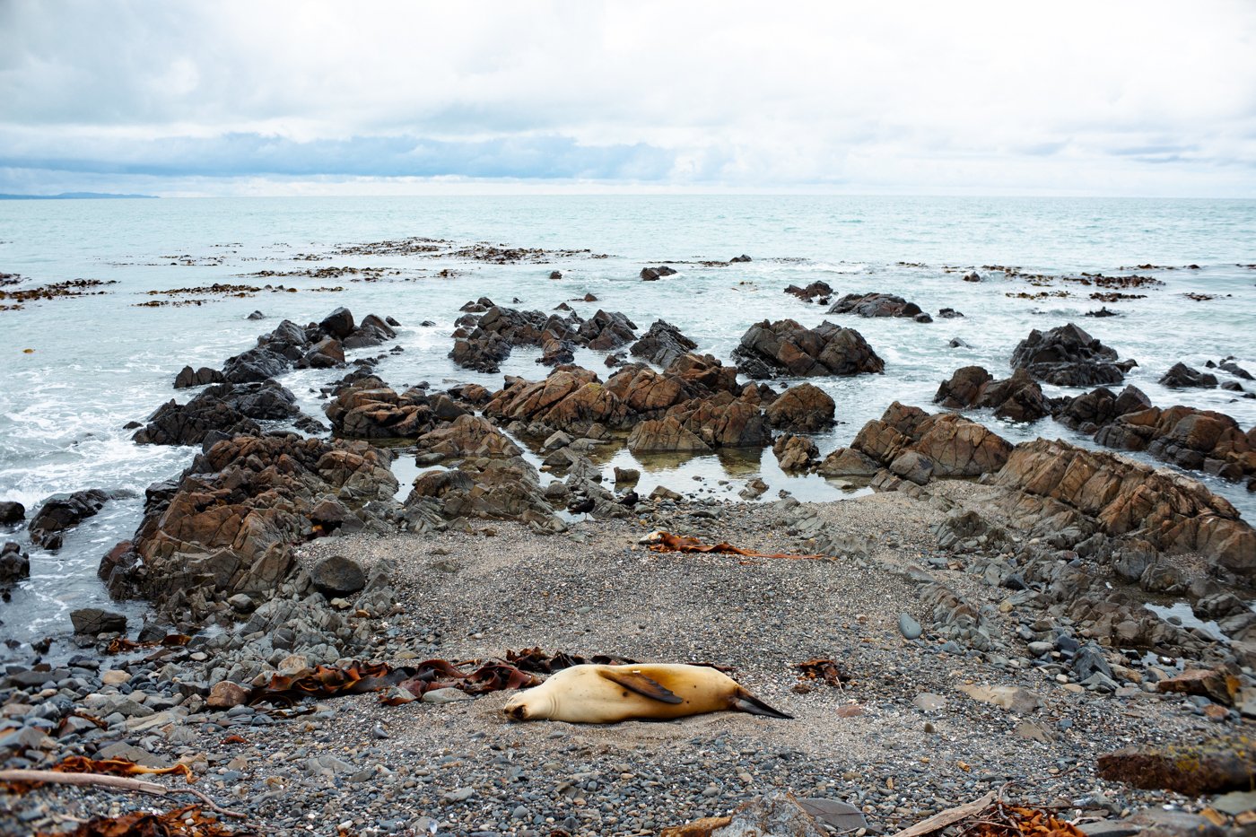 Dead seal lying on a rocky beach with sea and cloudy sky in the background.