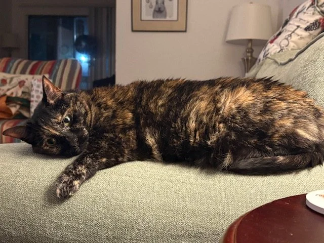 A tortoiseshell cat lying on a green sofa, resting with its head on the cushion, in a cozy living room with lamp and framed picture on the wall.