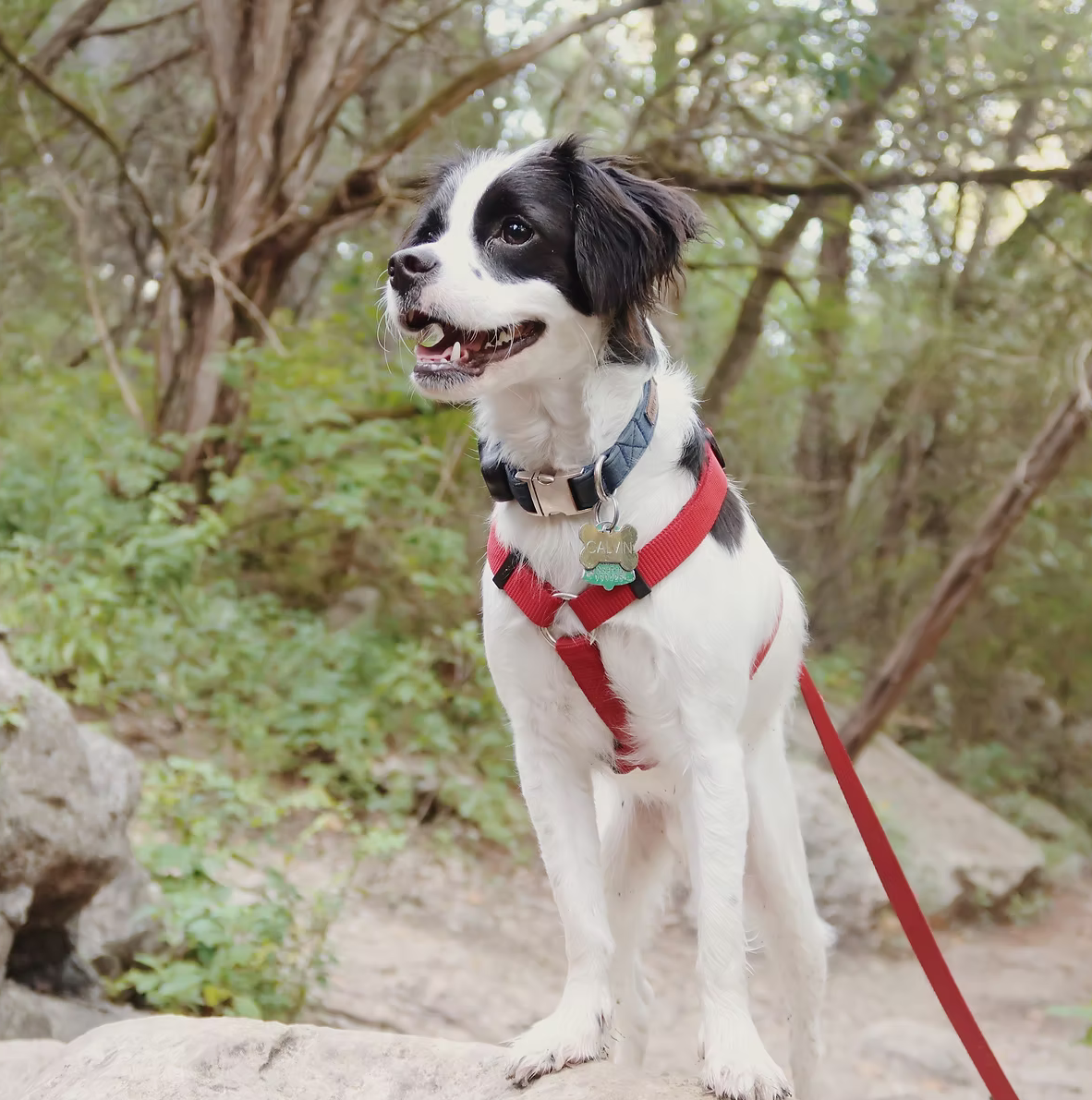 Calvin, a black and white dog, standing outdoors on a rock with a red harness and a blue collar, in a wooded area with green foliage and trees in the background.