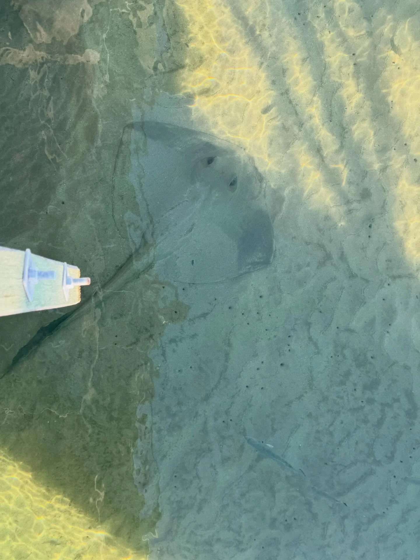 The nervous system responds to safety in quiet ways.

Still water.
Slow movement.
Moments of awe.
The feeling of observing something peaceful without needing anything from it.

Sometimes regulation begins when the body experiences calm often enough t