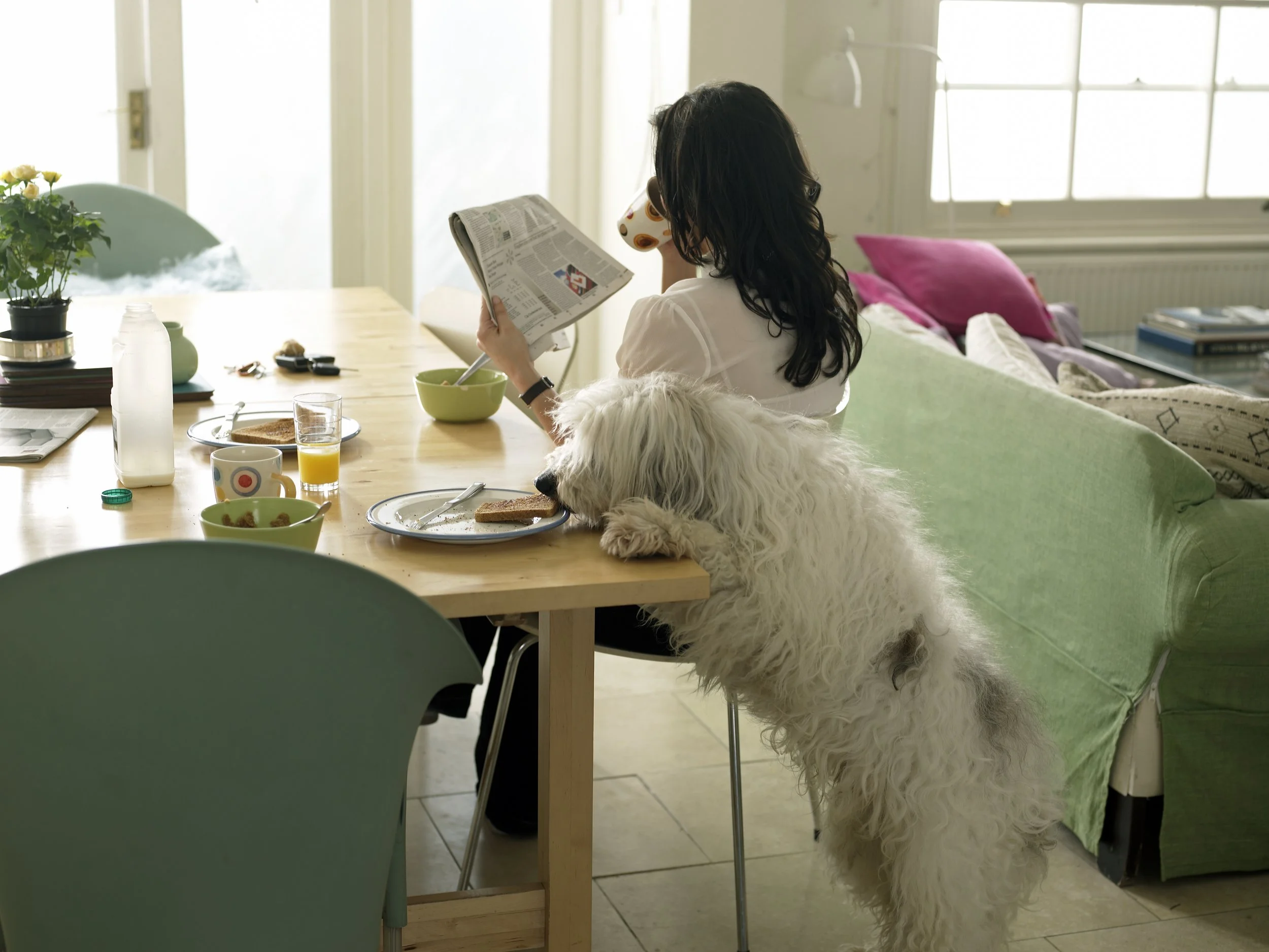 Woman sits at table drinking coffee while shaggy dog steals toast