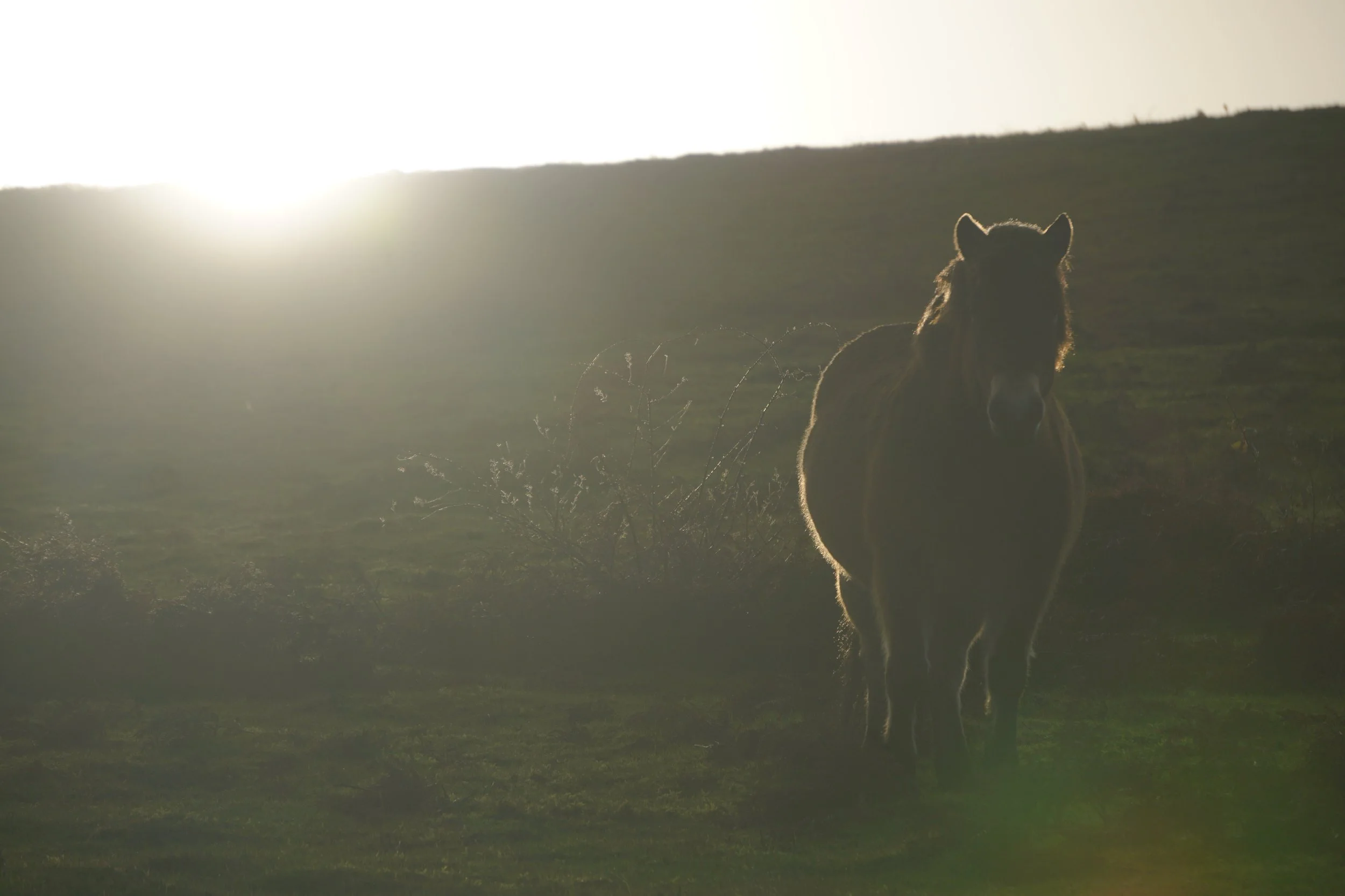 The Shedding of the Snake’s Skin