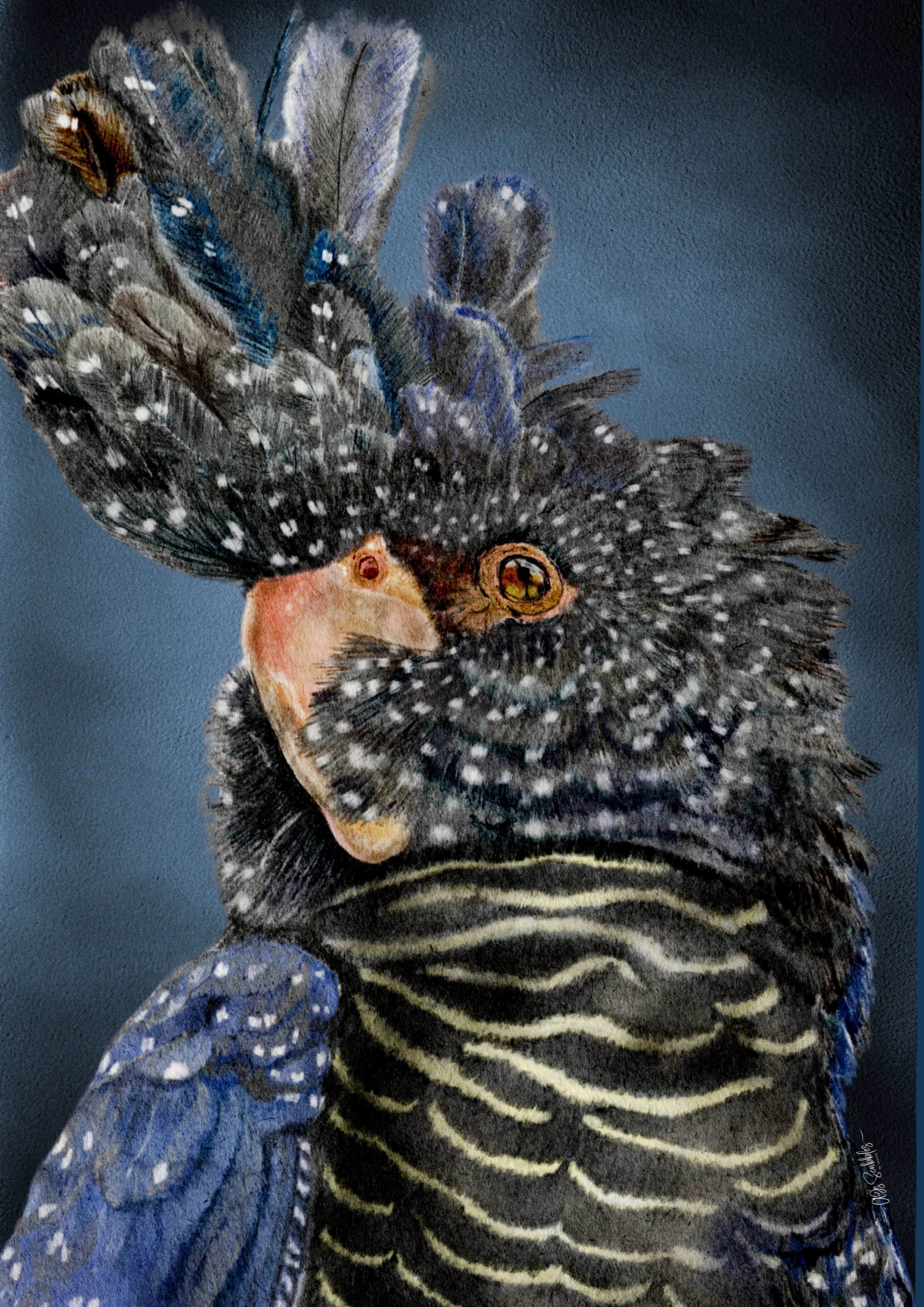 Black Cockatoo 2.jpg