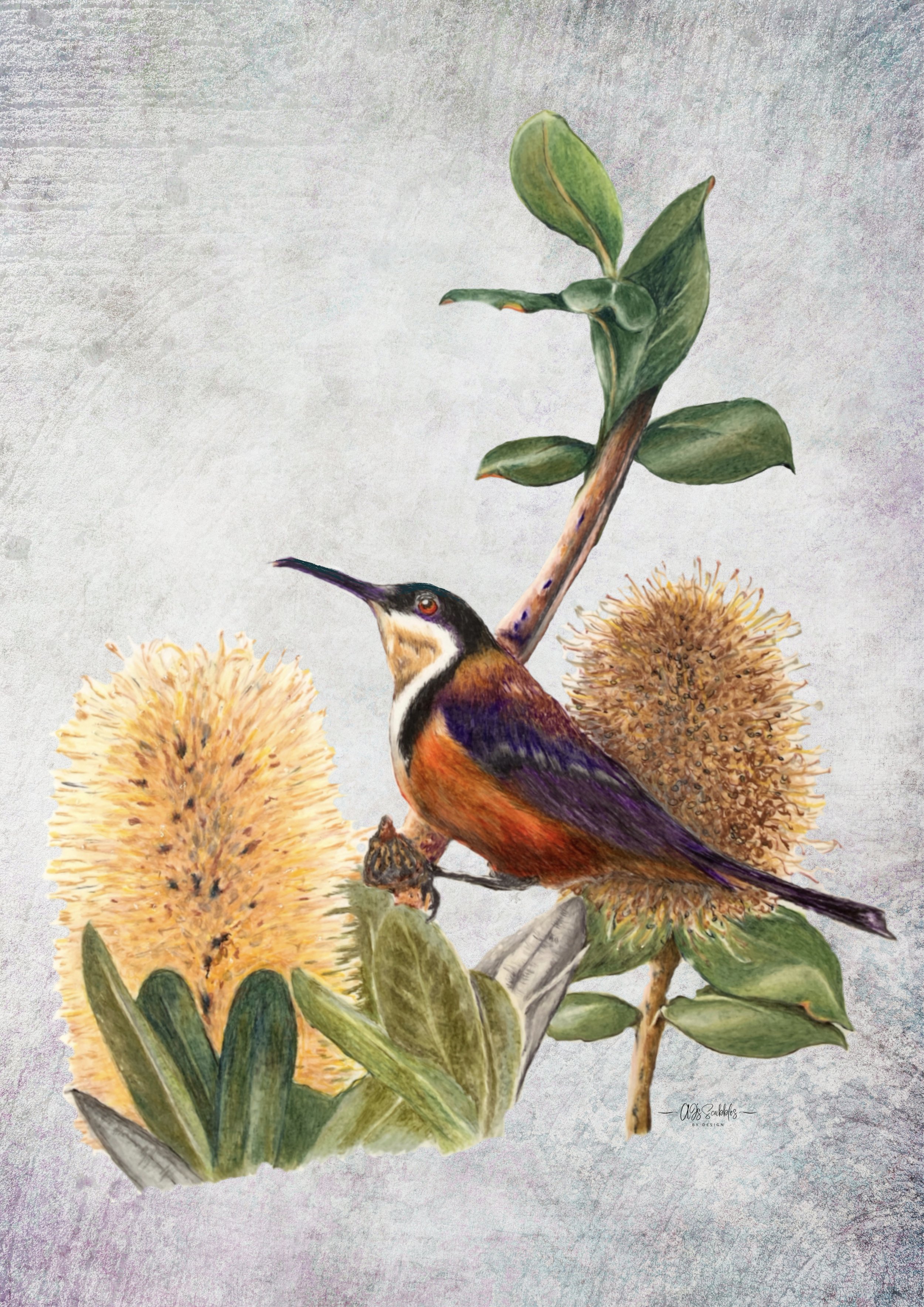 Eastern Spinebill.jpg
