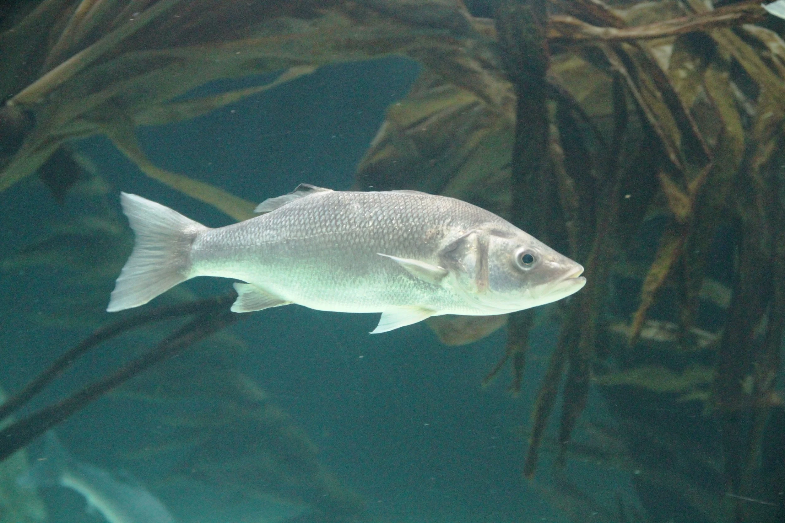 Bar (dicentrarchus labrax) @Bjoertvedt
