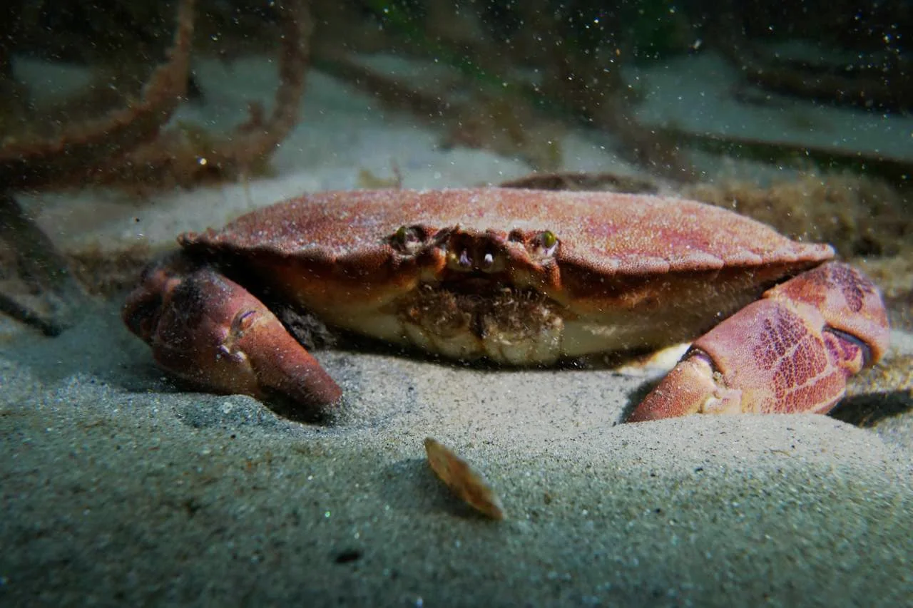Le tourteau (cancer Pagurus) @Ifremer