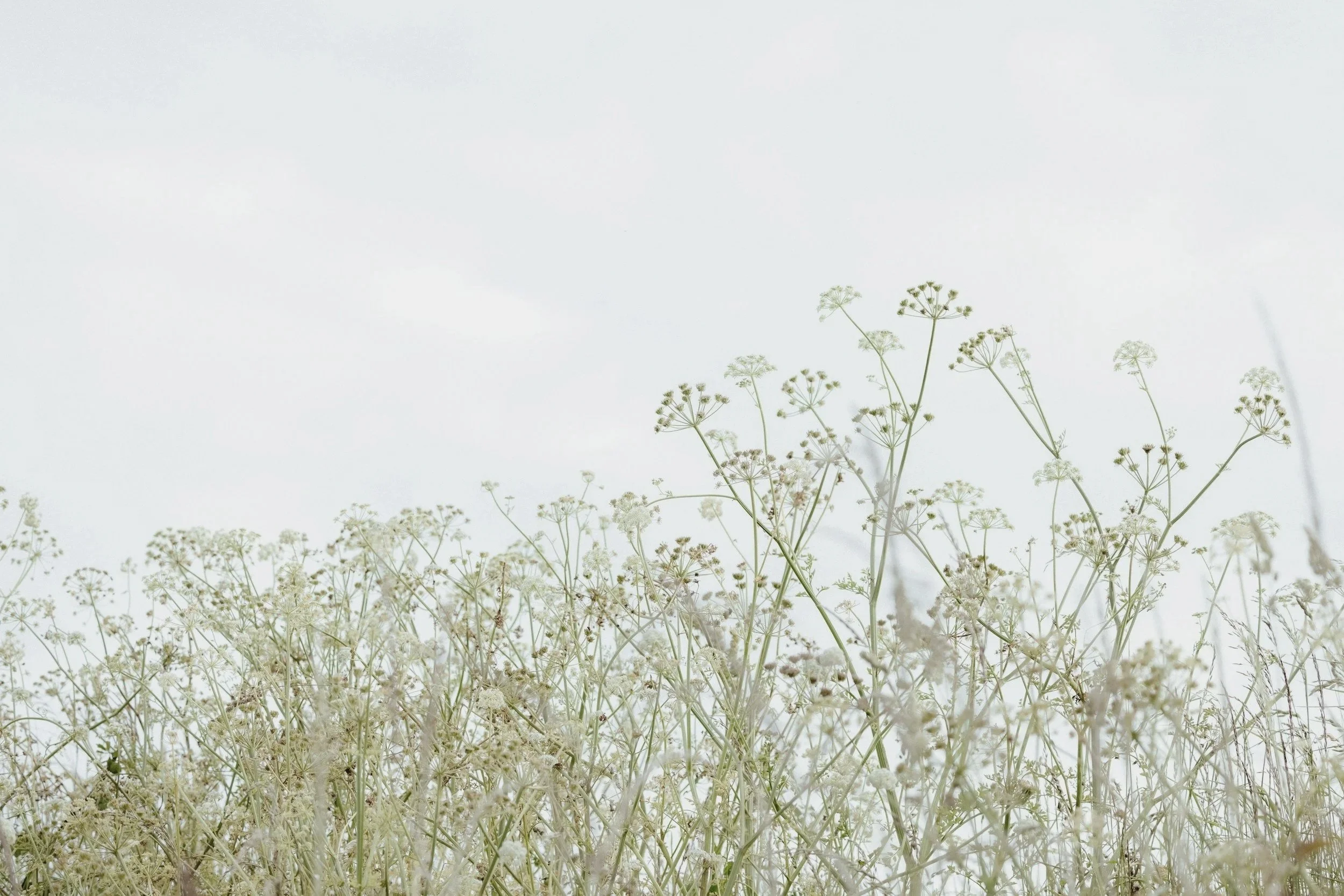 White flowers in a field with a grey sky in the background