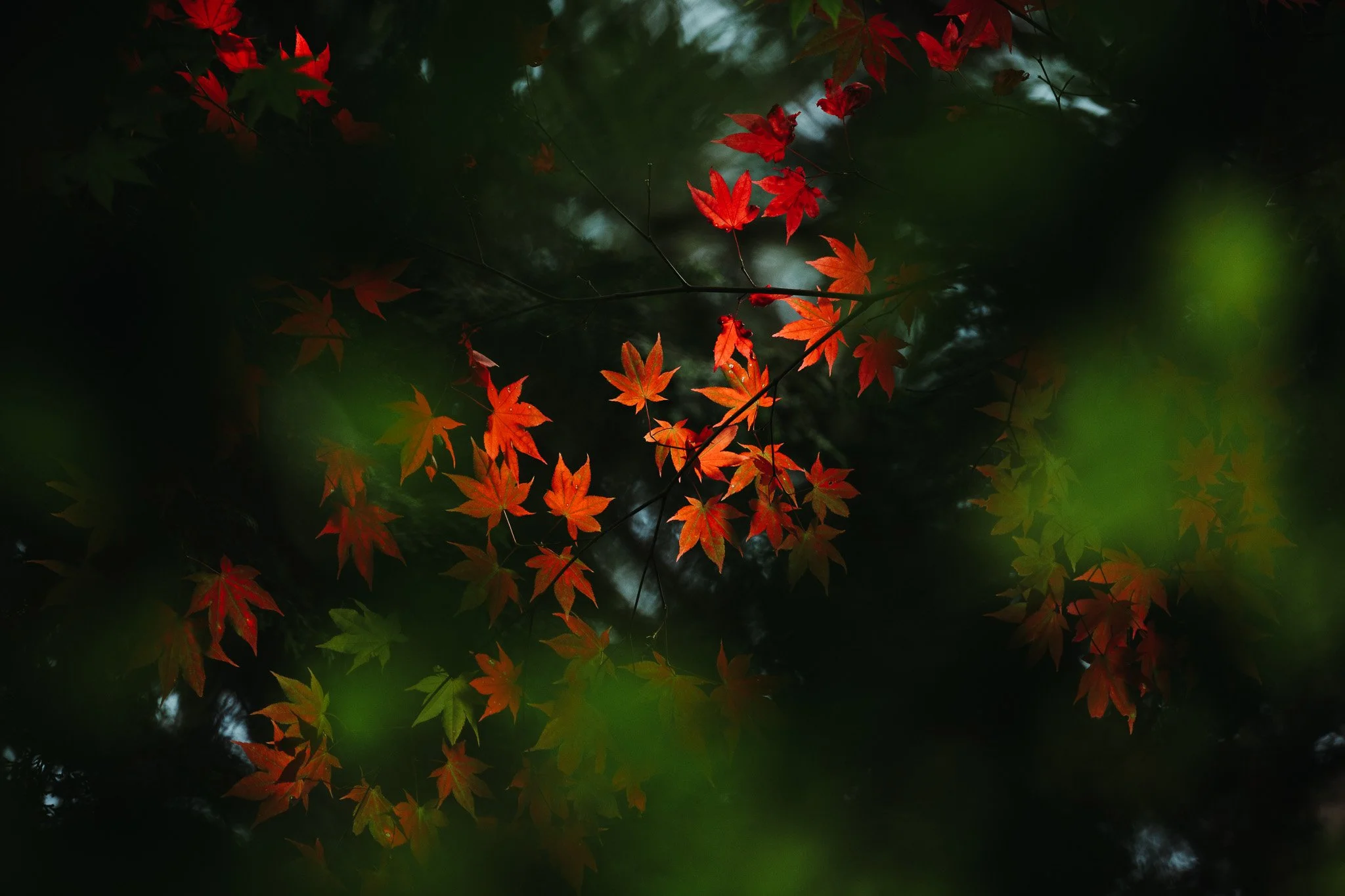 _DSC3933.jpg